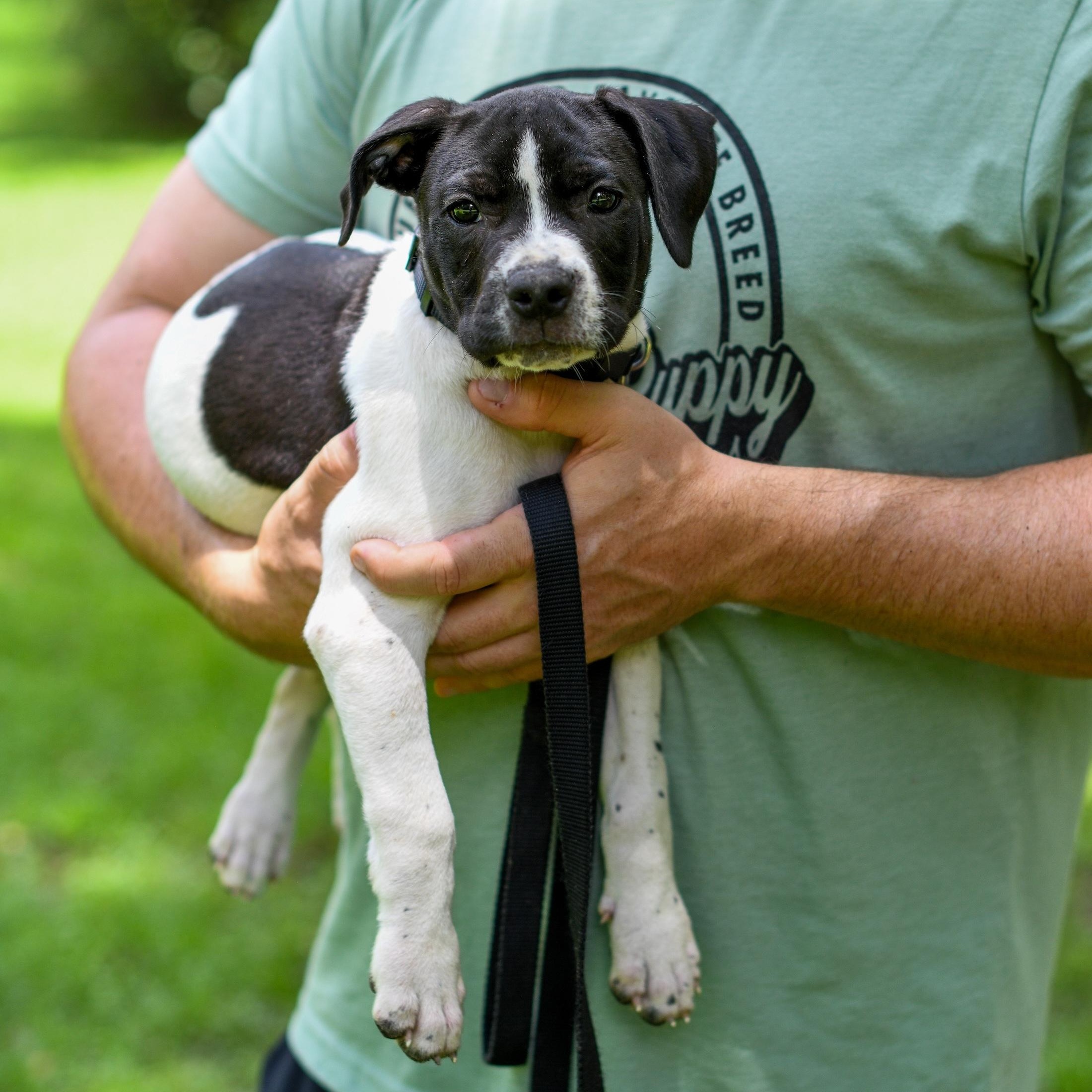 Enlarge Avocado, a Adoptable Mixed Breed in Argyle, NY image 4/6