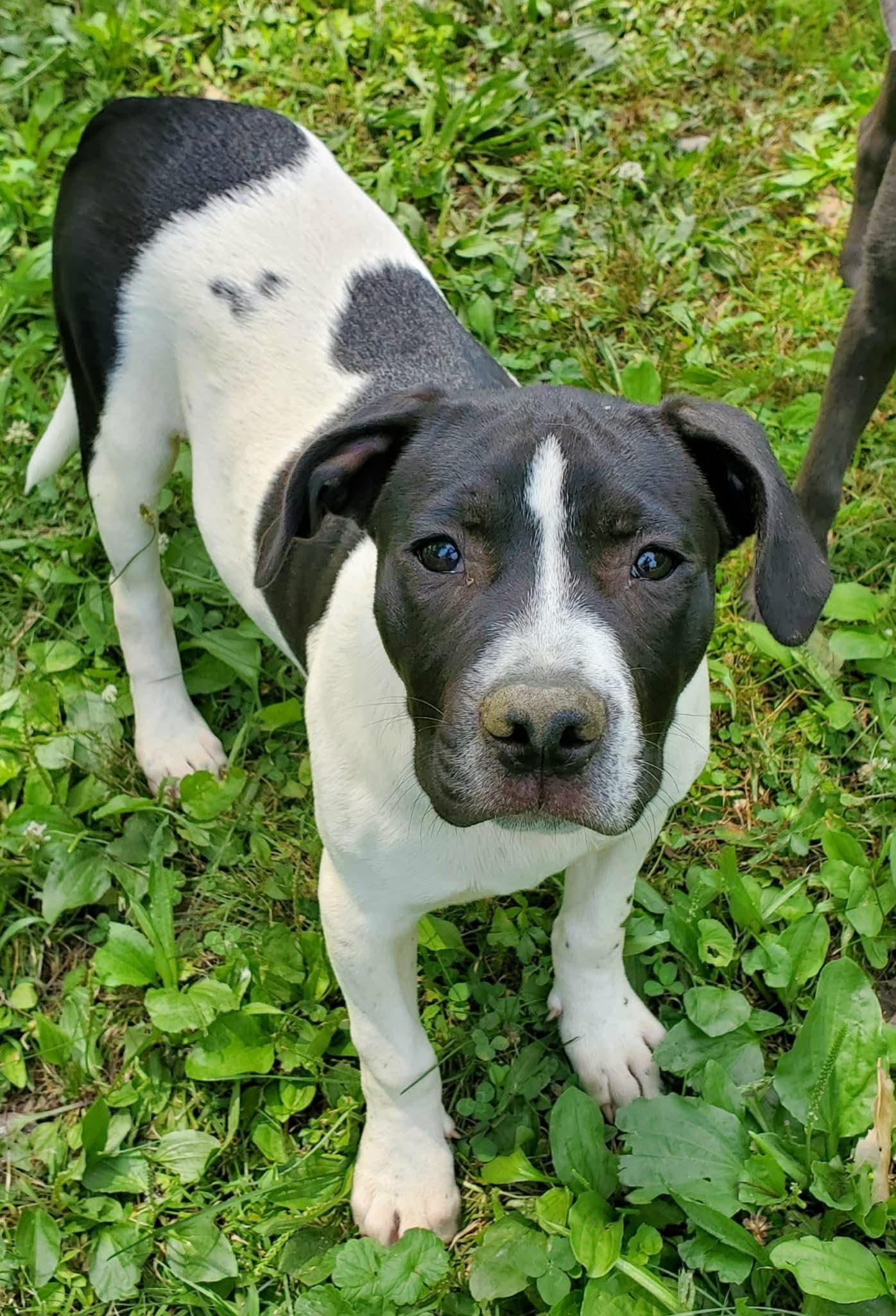 Enlarge Avocado, a Adoptable Mixed Breed in Argyle, NY image 1/6