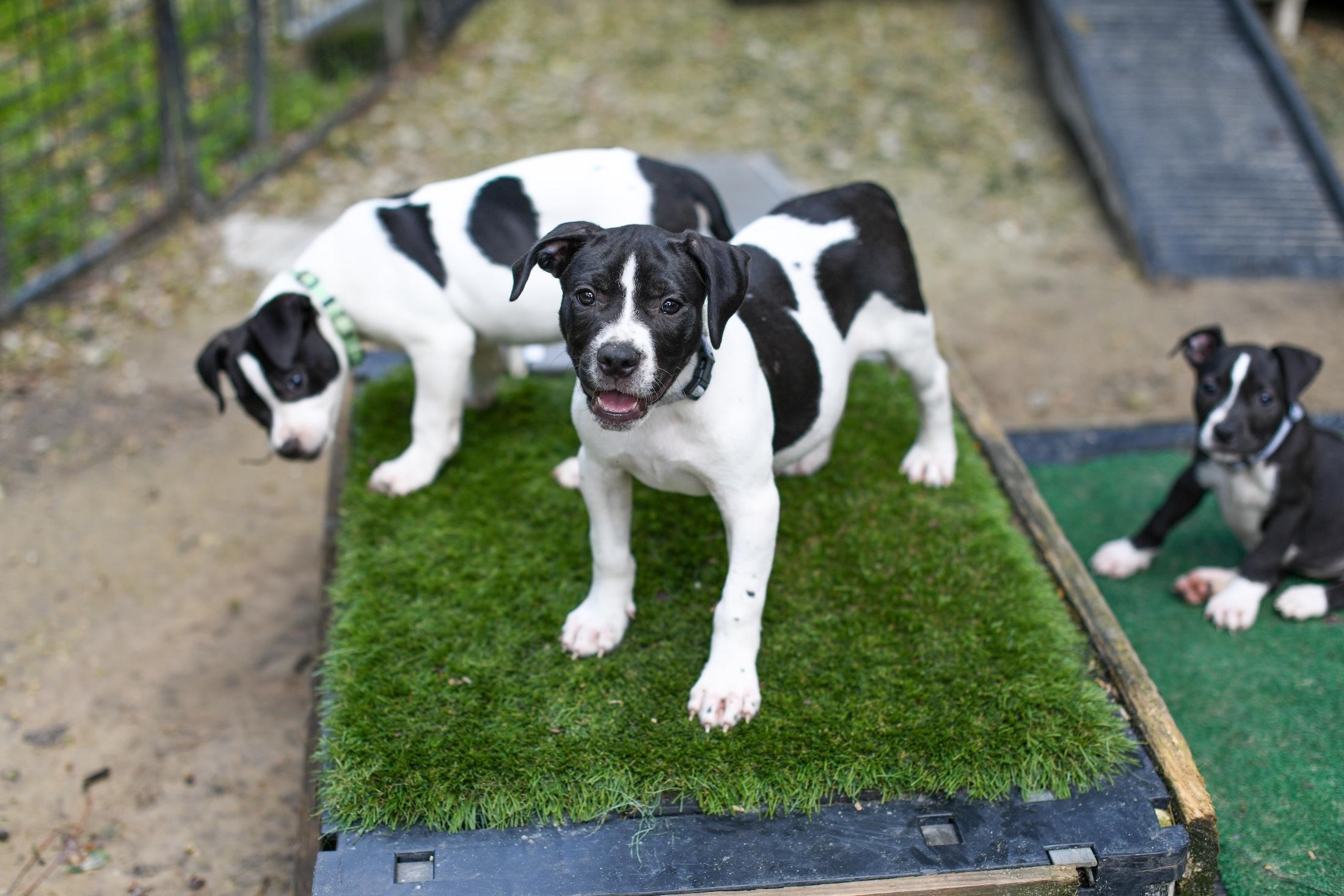 Enlarge Avocado, a Adoptable Mixed Breed in Argyle, NY image 3/6