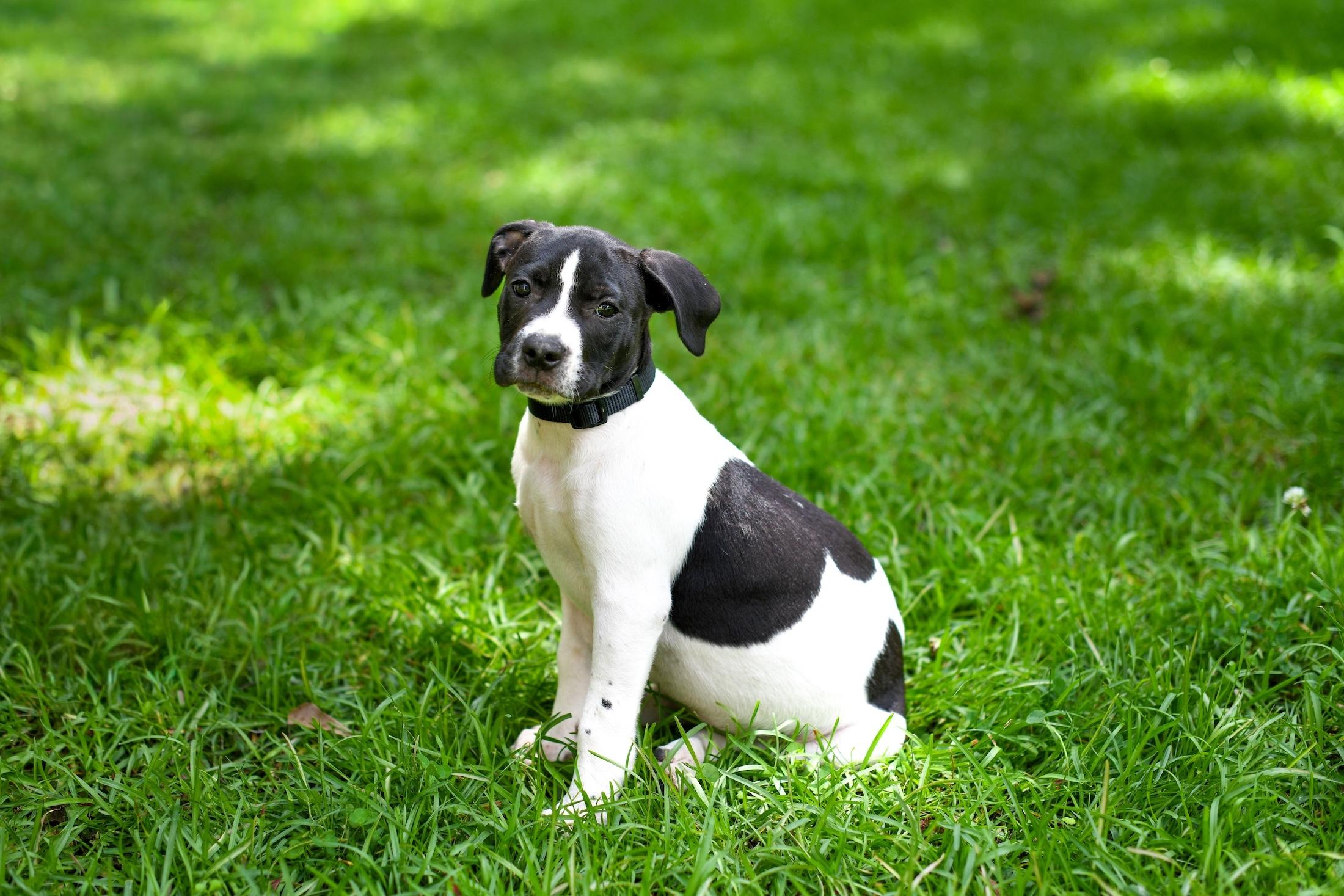 Enlarge Avocado, a Adoptable Mixed Breed in Argyle, NY image 5/6