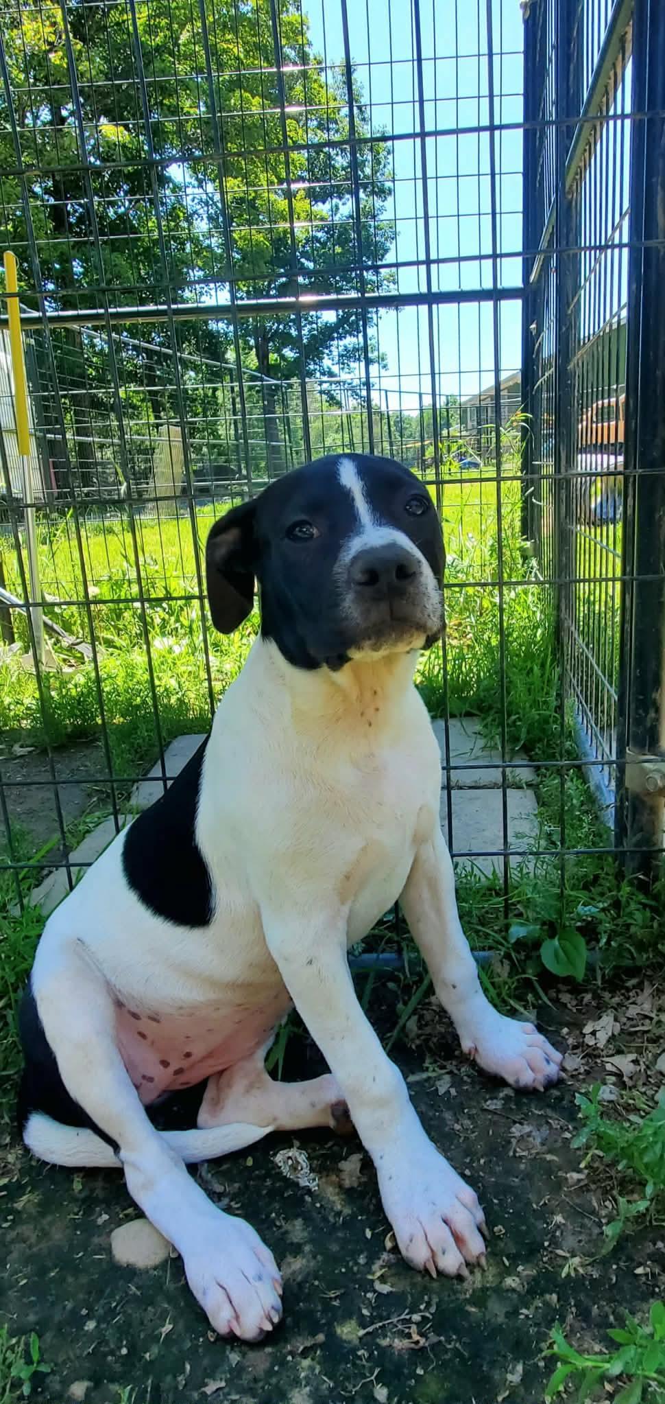 Enlarge Avocado, a Adoptable Mixed Breed in Argyle, NY image 6/6