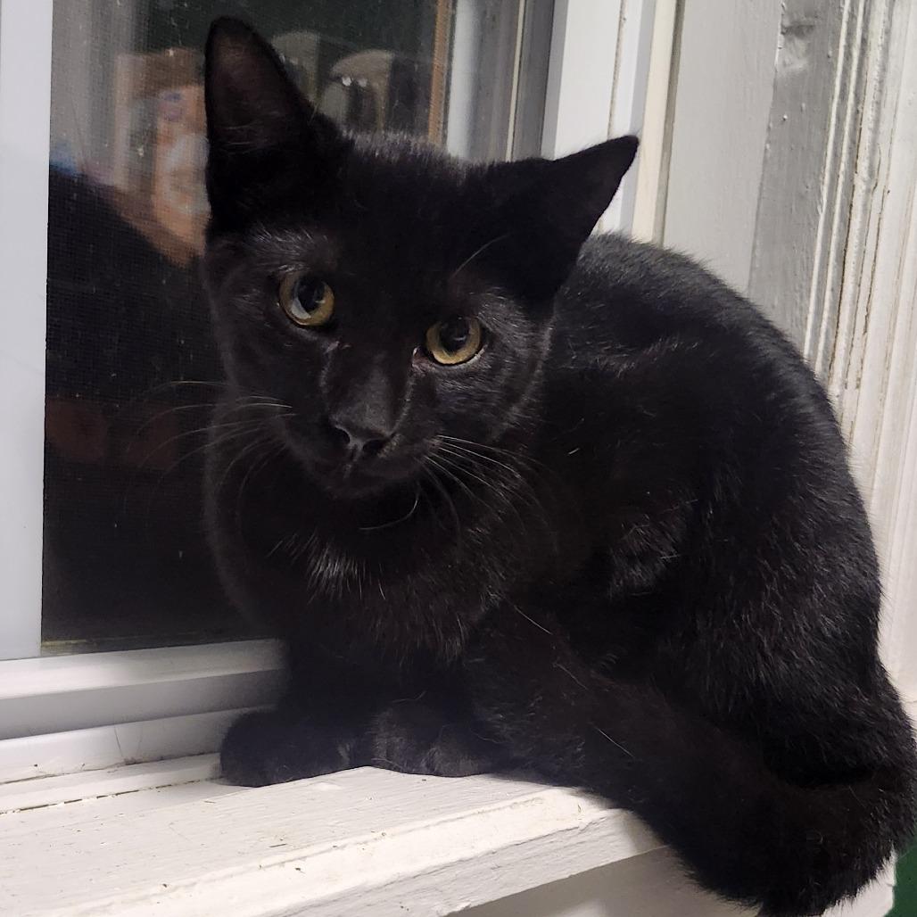 Enlarge Cecil (26-4619), a Adoptable Domestic Short Hair in Gordonsville, TN image 1/2