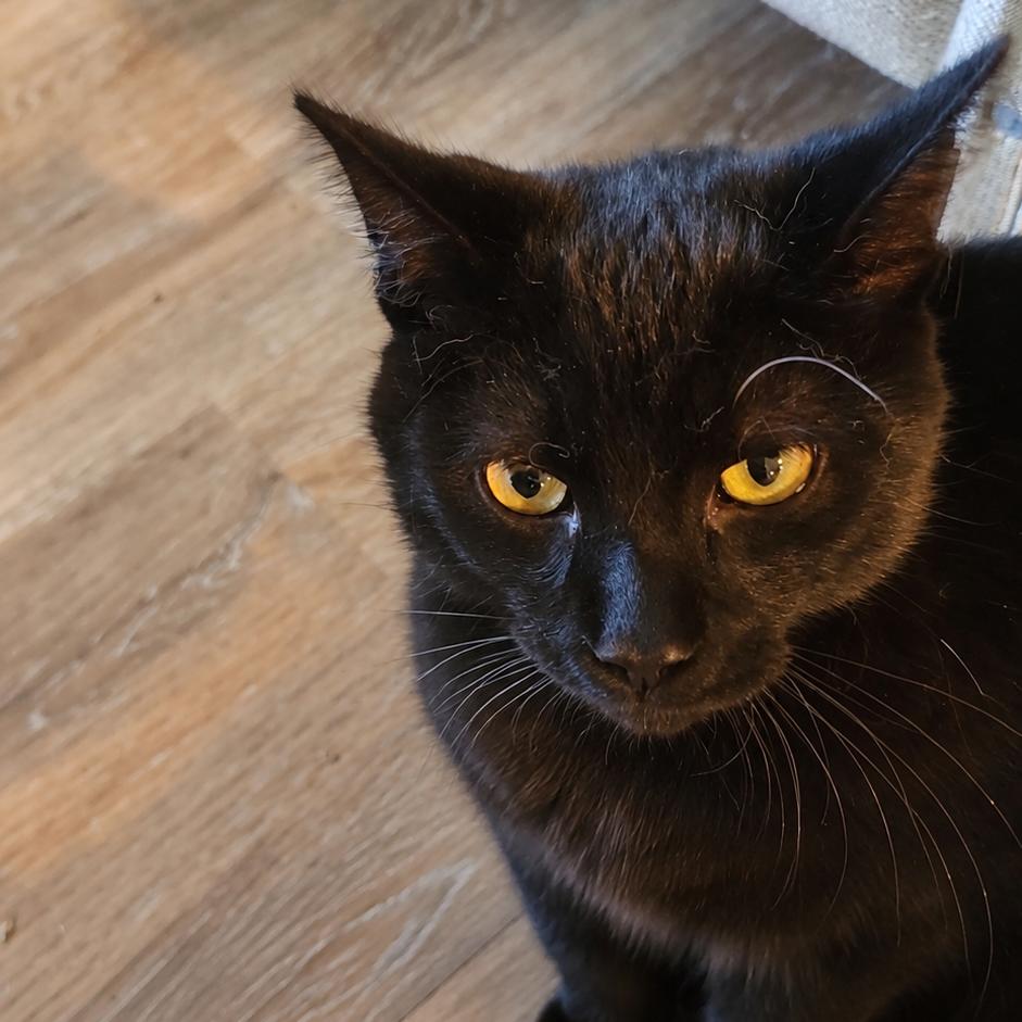 Enlarge Cecil (26-4619), a Adoptable Domestic Short Hair in Gordonsville, TN image 2/2