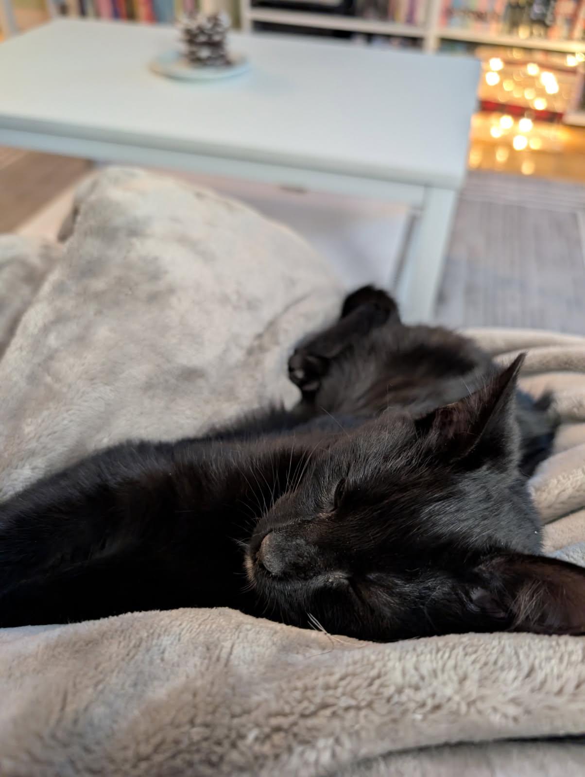 Chai, Adoptable, Kitten Male Domestic Short Hair.