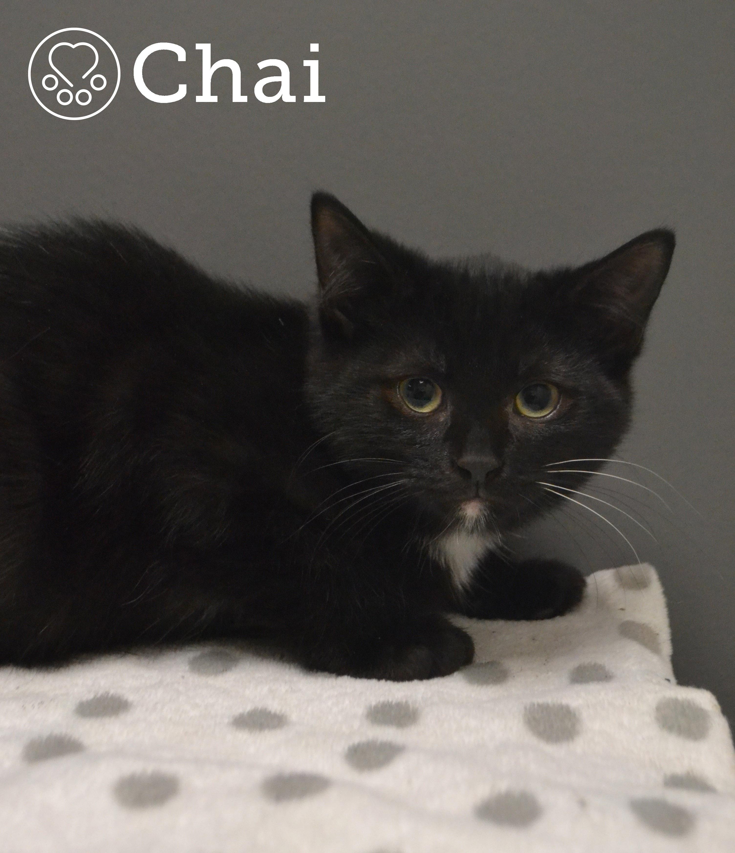 Chai, a Adoptable Domestic Short Hair image 3/3