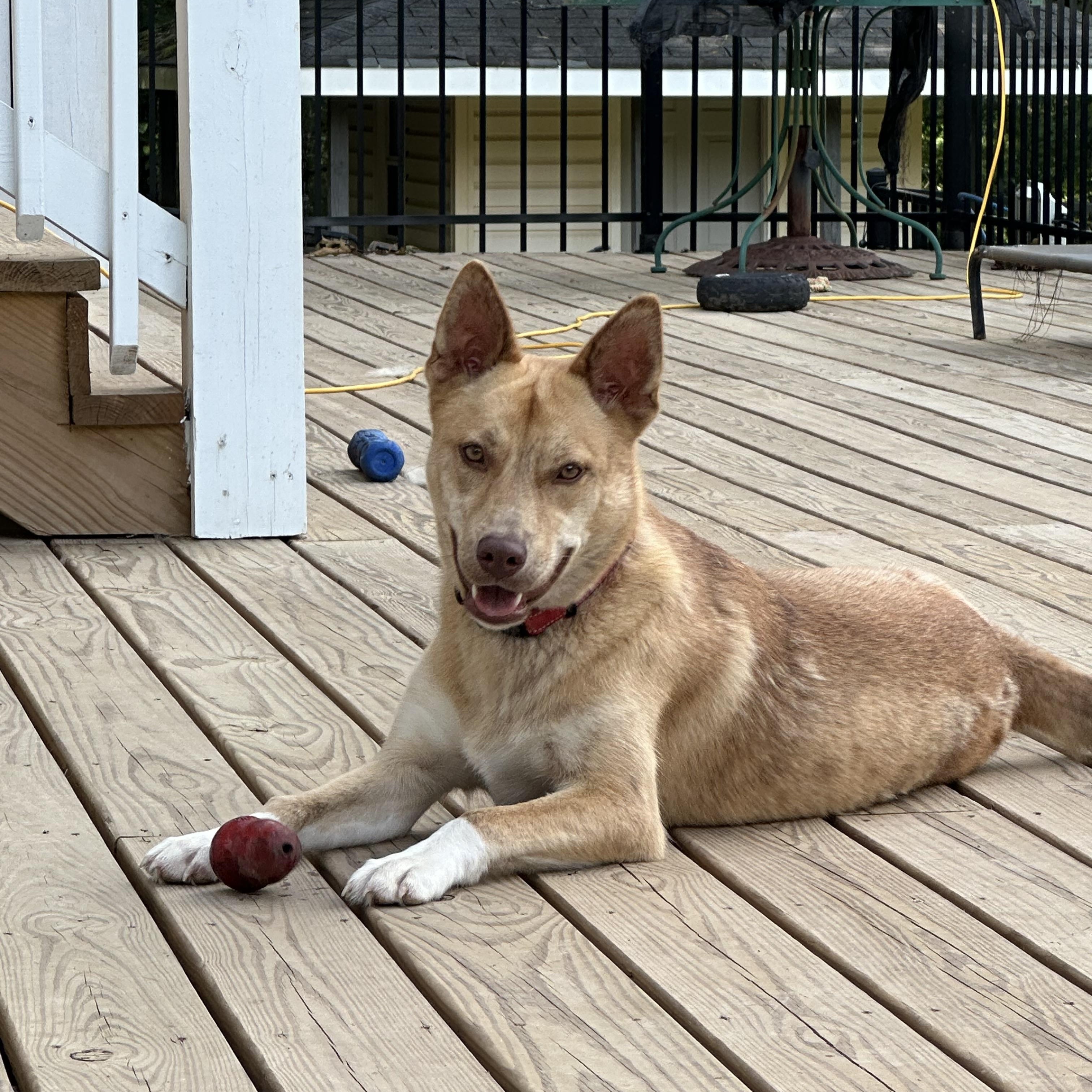 Enlarge Jasmine, a Adoptable mixed breed in Warwick, RI image 5/6