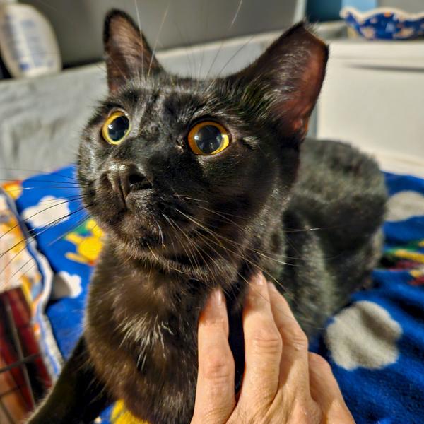 Floki -- Bonded Buddy With Freya, Adoptable, Young Male Domestic Short Hair.