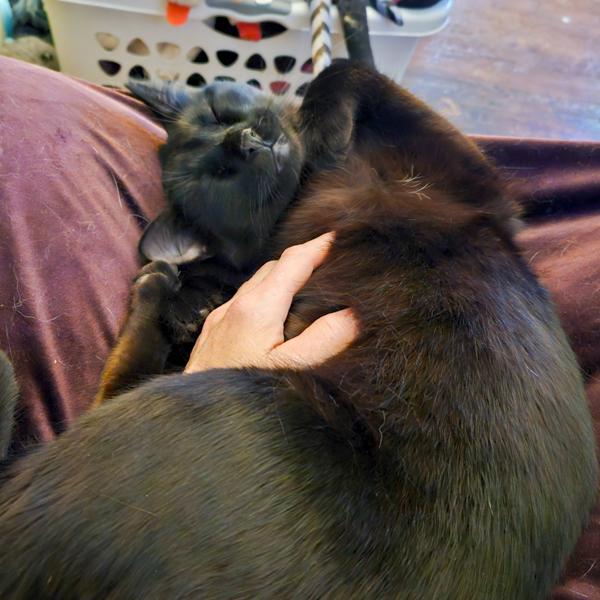 Enlarge Floki -- Bonded Buddy With Freya, a Adoptable mixed breed in Des Moines, IA image 2/4