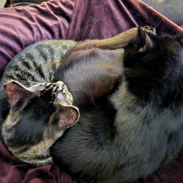 Enlarge Floki -- Bonded Buddy With Freya, a Adoptable mixed breed in Des Moines, IA image 3/4