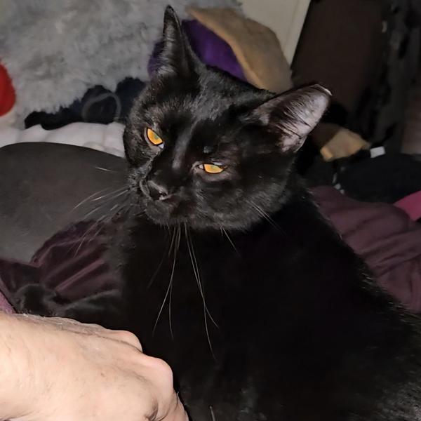 Enlarge Floki -- Bonded Buddy With Freya, a Adoptable mixed breed in Des Moines, IA image 4/4