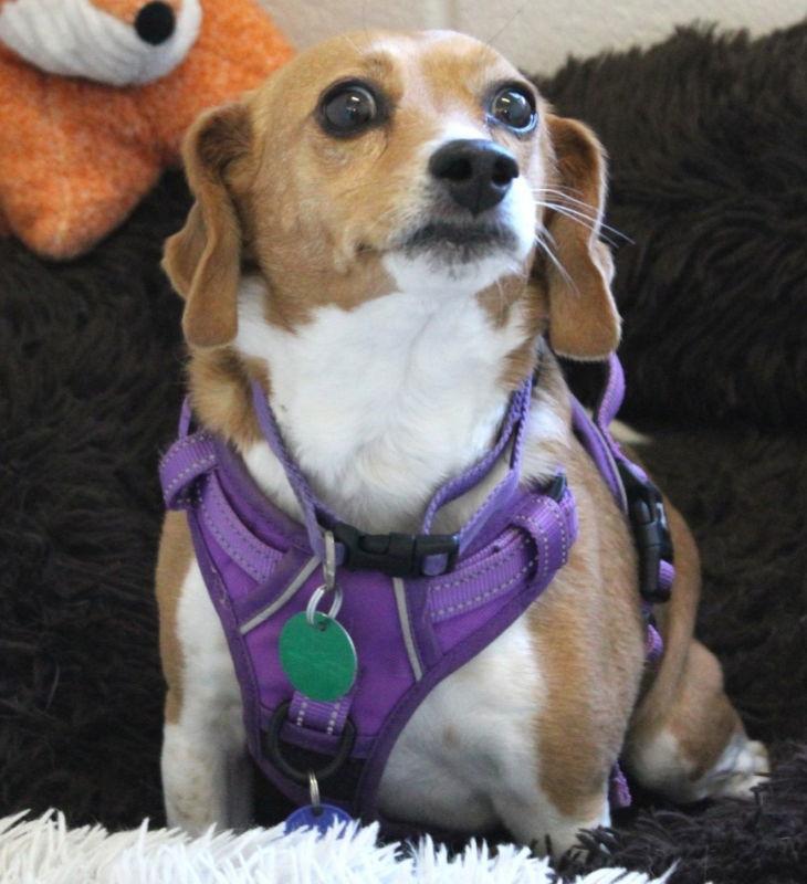 Callie *Adopt or Foster*, Adoptable, Young Female Beagle.