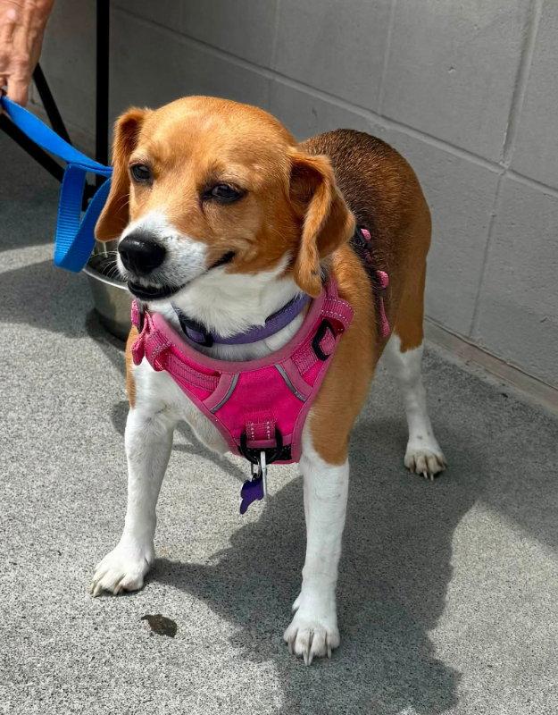 Callie *Adopt or Foster*, a Adoptable Beagle in Fairfax, VA image 2/2