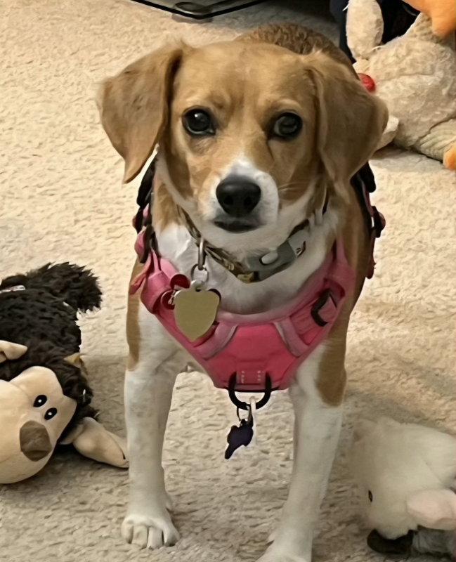 Enlarge Callie *Adopt or Foster*, a Adoptable Beagle in Fairfax, VA image 3/3