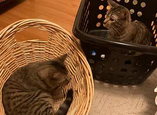 Ceramic and Sculpture, Adoptable, Adult Male Domestic Short Hair.