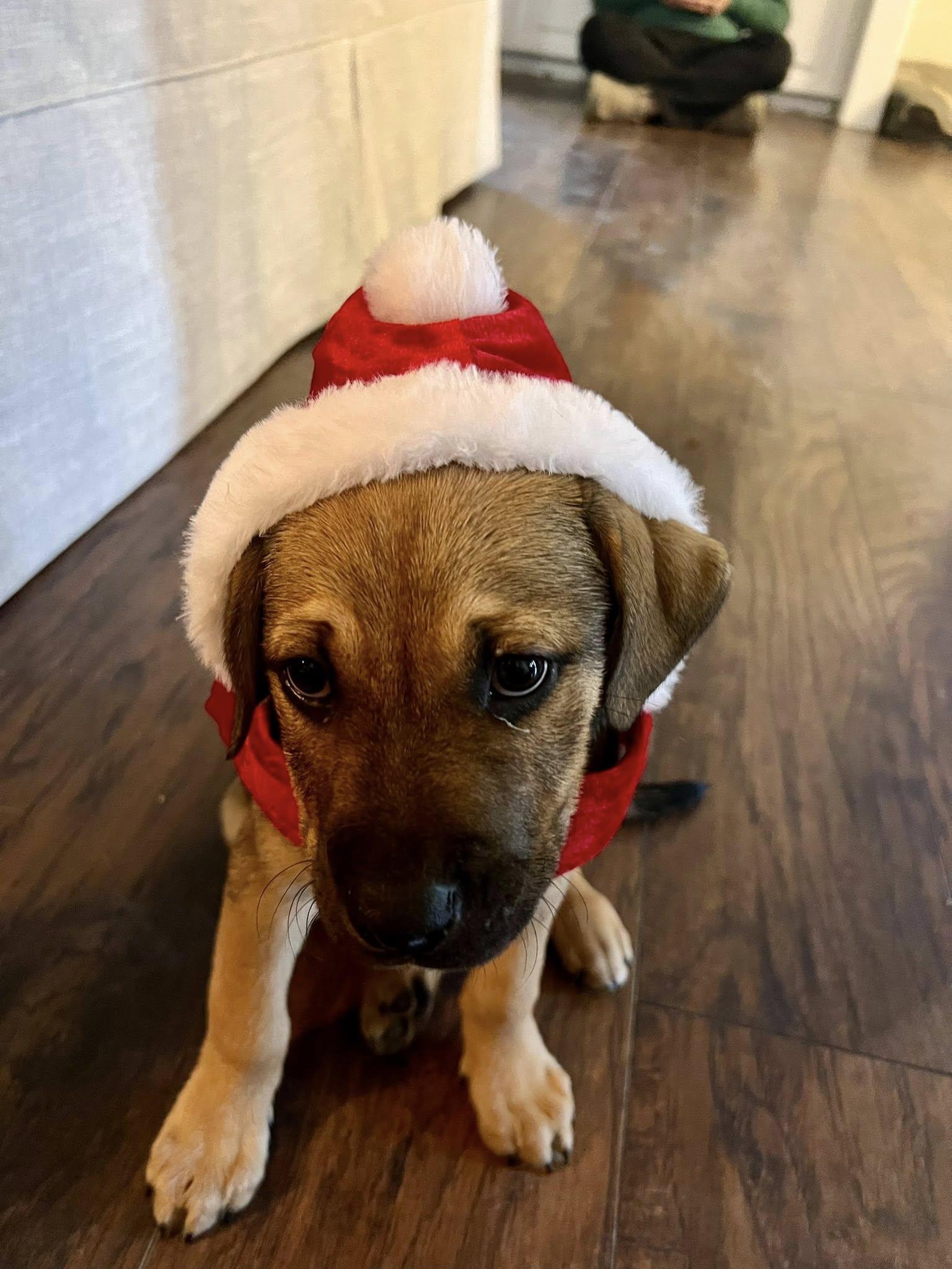 Rhett, ADOPTABLE, Puppy Male Labrador Retriever.