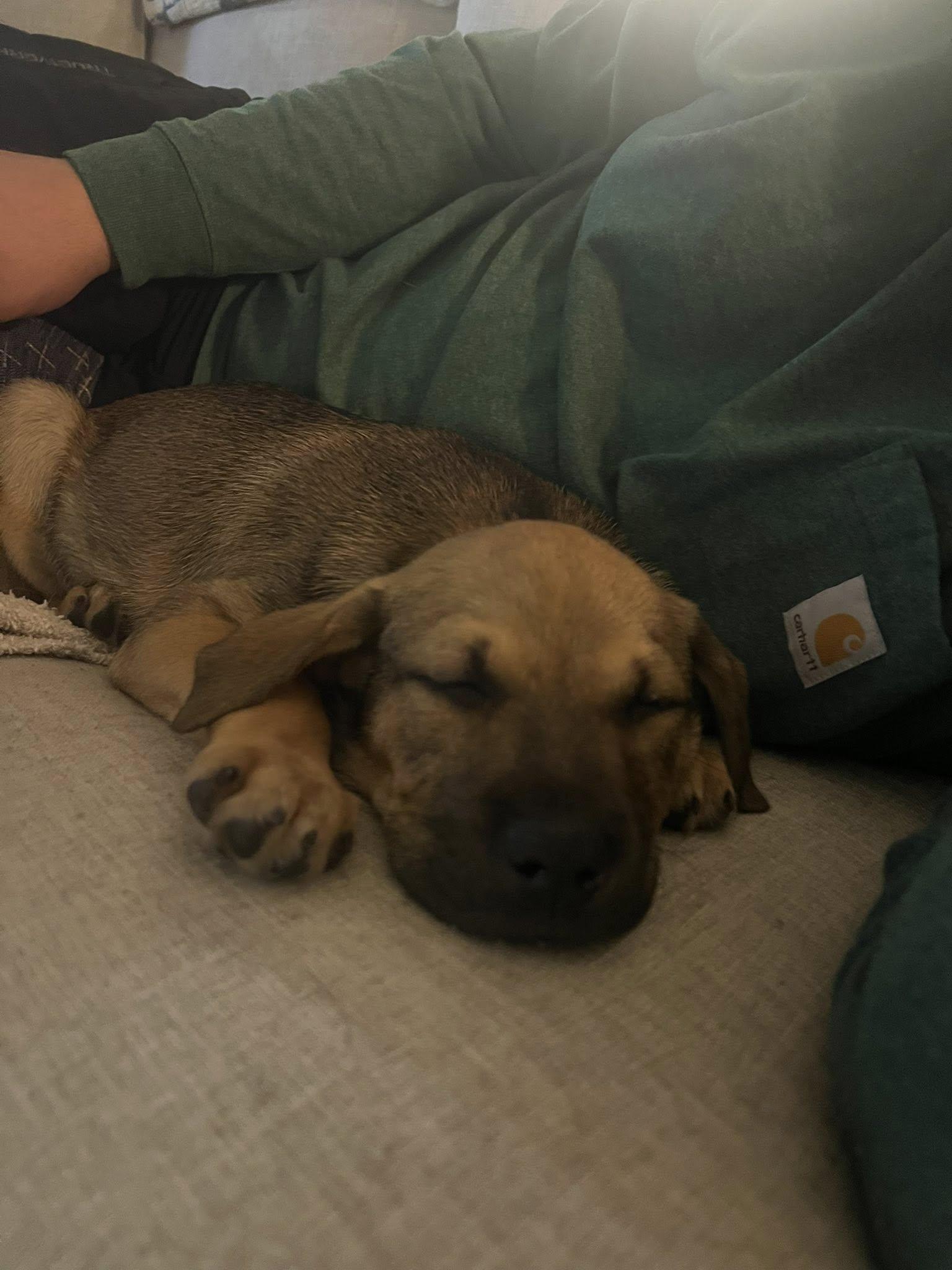 Enlarge Rhett, a ADOPTABLE mixed breed in Ponchatoula, LA image 2/3