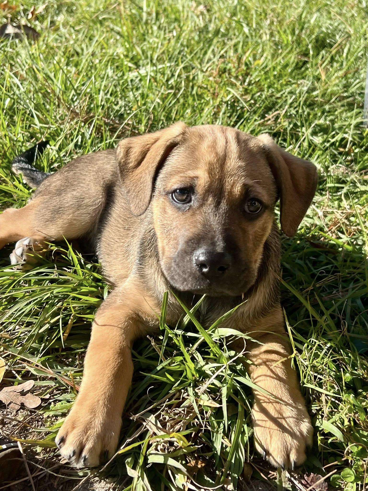Enlarge Rhett, a ADOPTABLE mixed breed in Ponchatoula, LA image 3/3