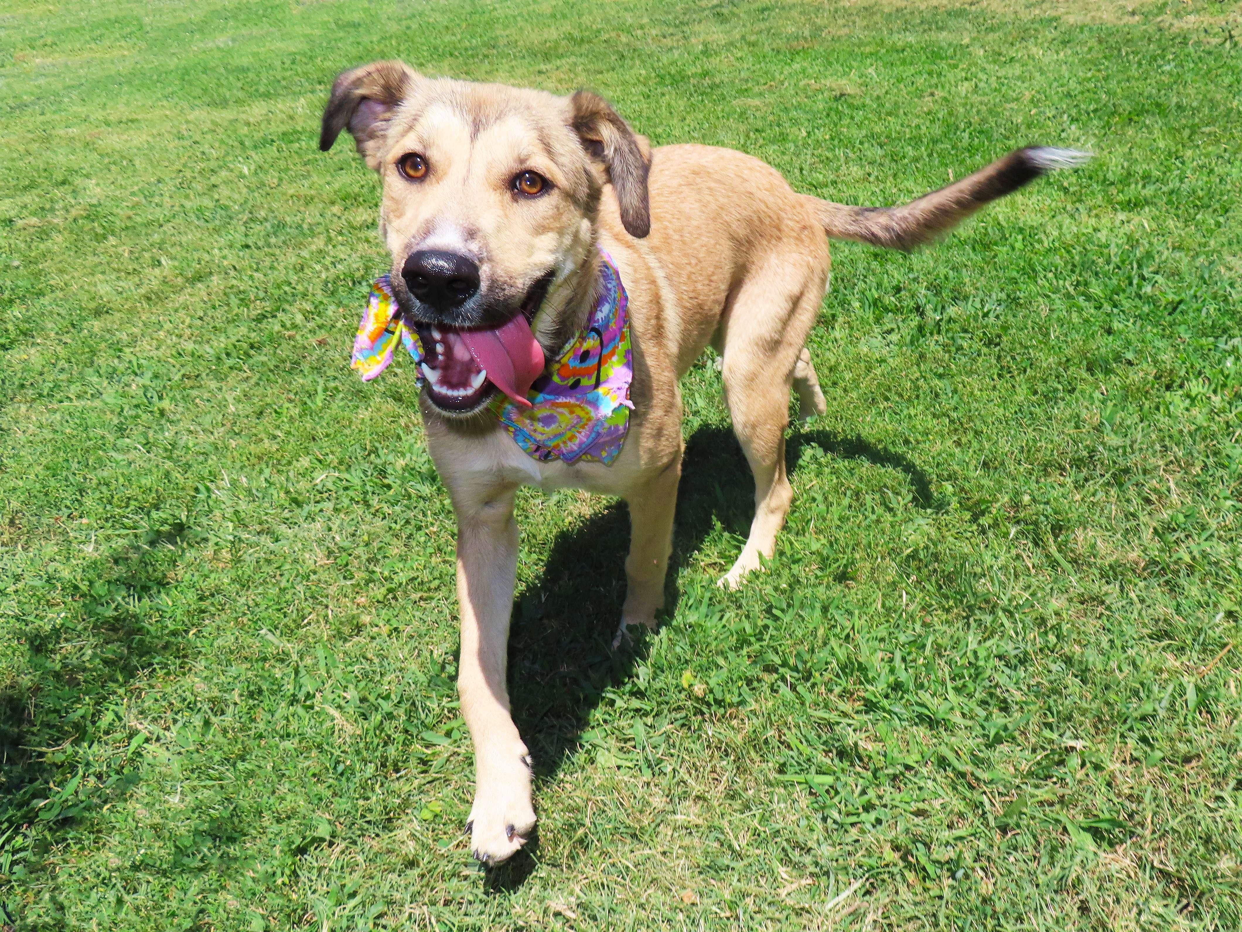 Enlarge Ikea 26C-207, a ADOPTABLE mixed breed in Rogers, AR image 3/5