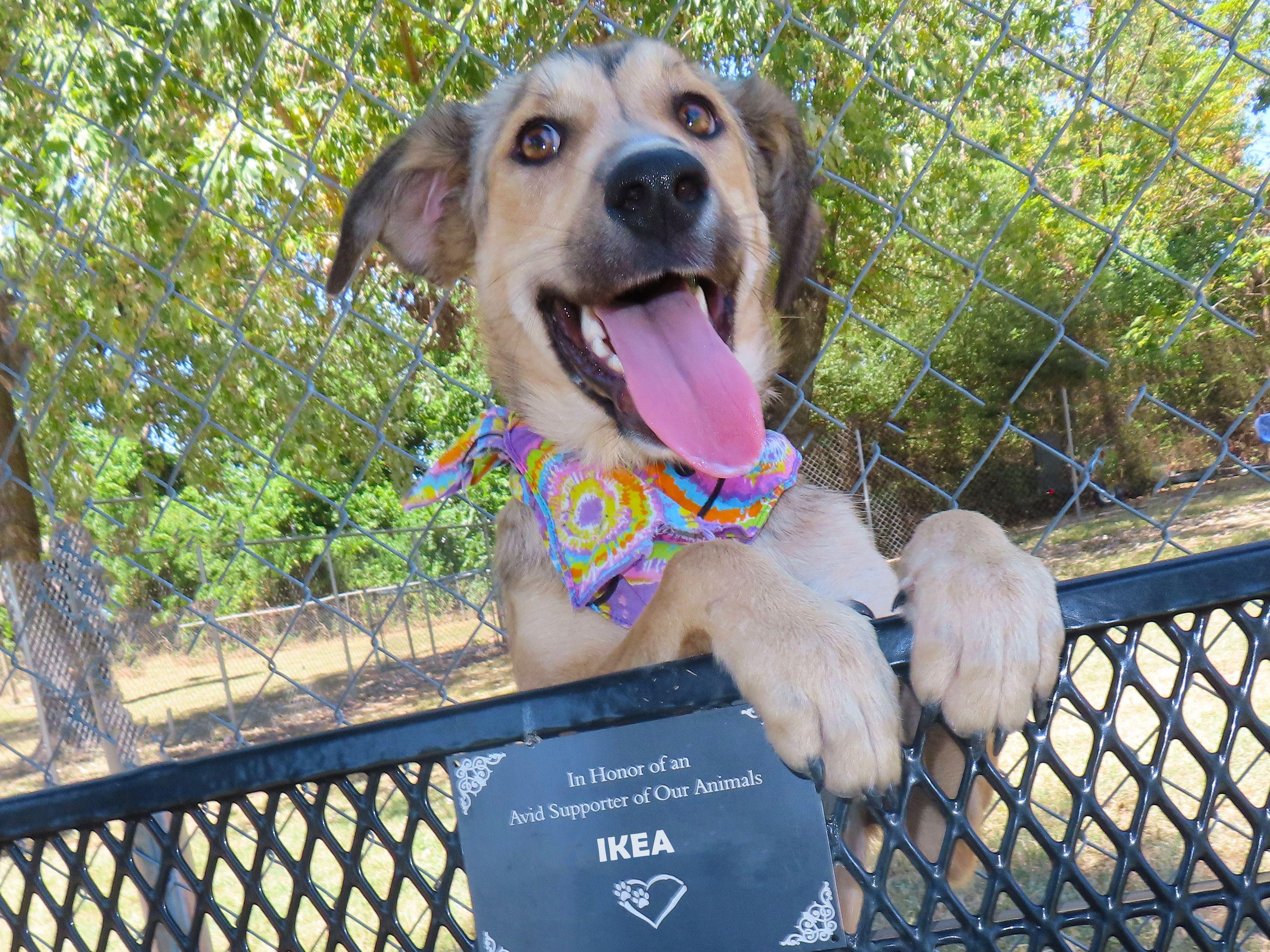 Ikea 26C-207, ADOPTABLE, Puppy Female German Shepherd Dog & Hound.
