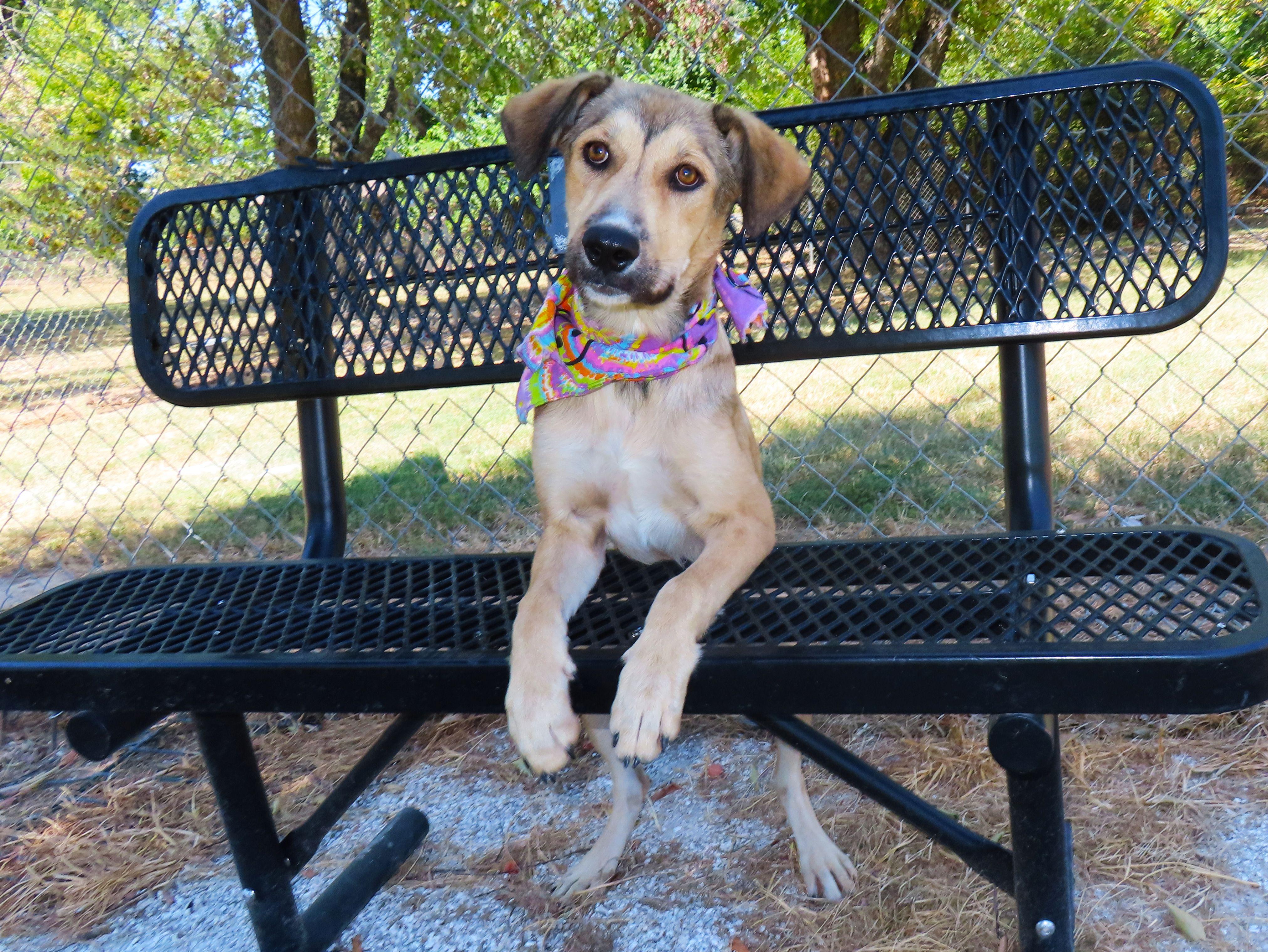 Enlarge Ikea 26C-207, a ADOPTABLE mixed breed in Rogers, AR image 5/5