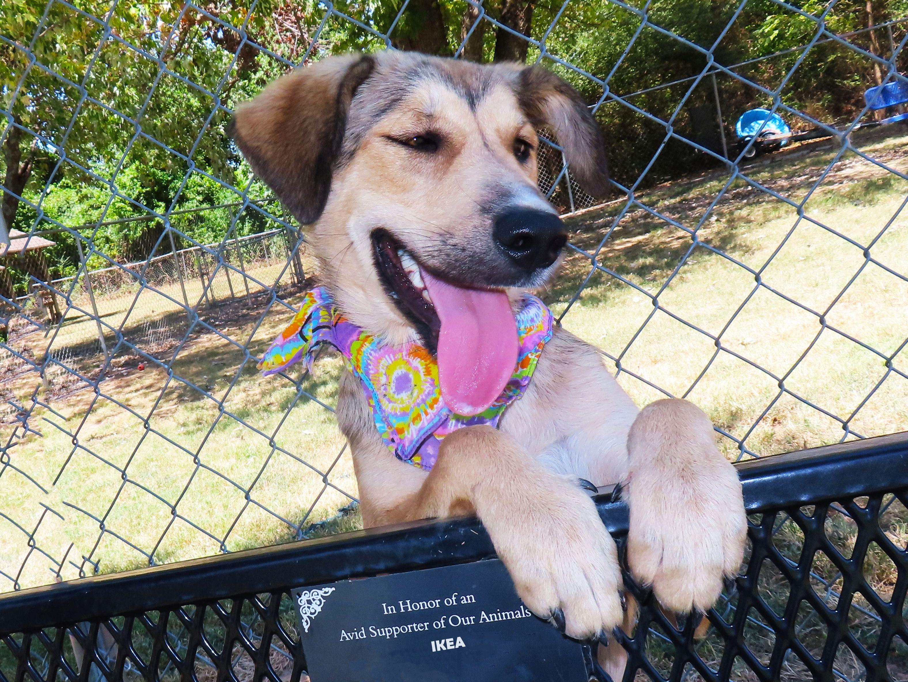 Enlarge Ikea 26C-207, a ADOPTABLE mixed breed in Rogers, AR image 4/5