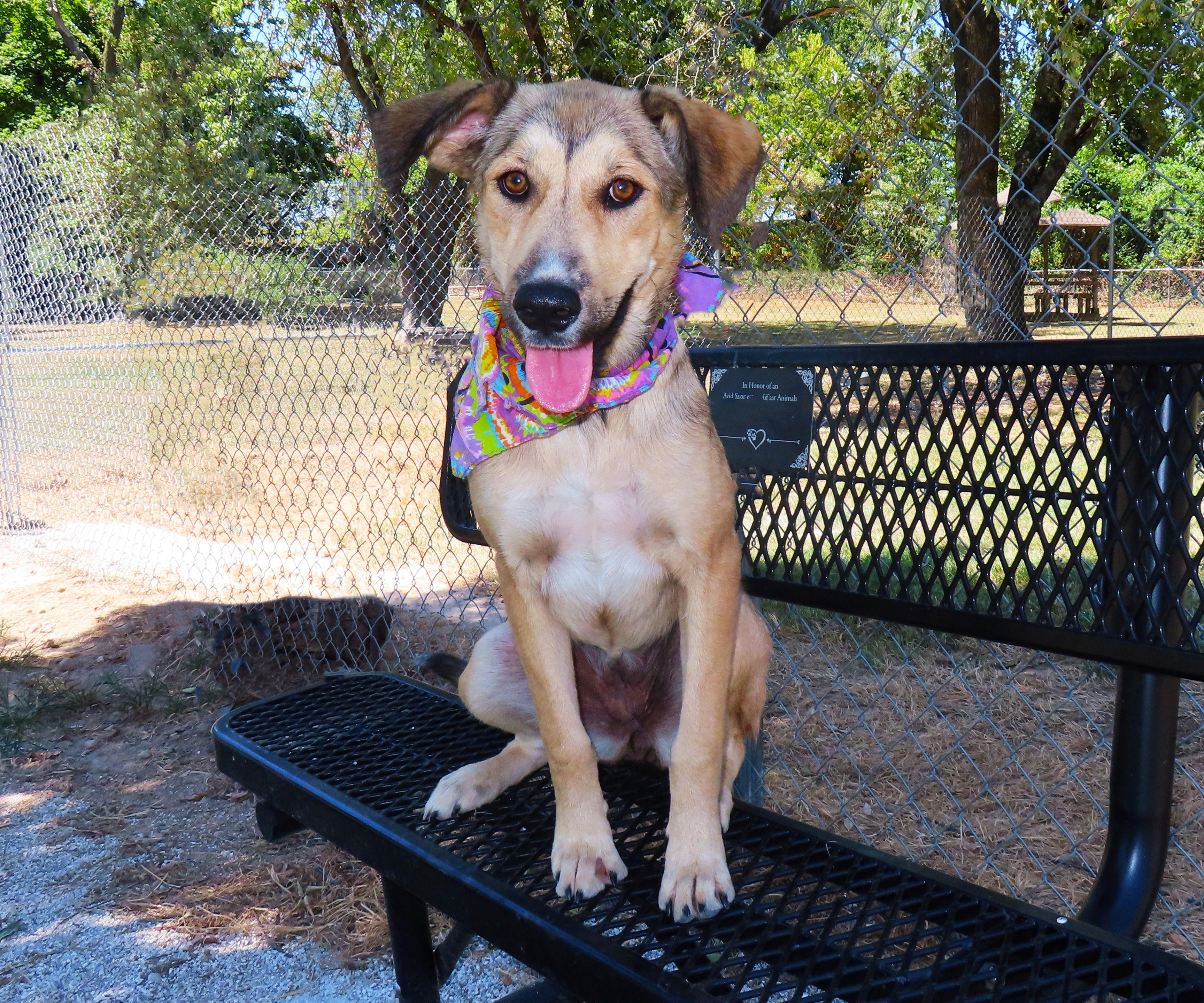 Enlarge Ikea 26C-207, a ADOPTABLE mixed breed in Rogers, AR image 2/5