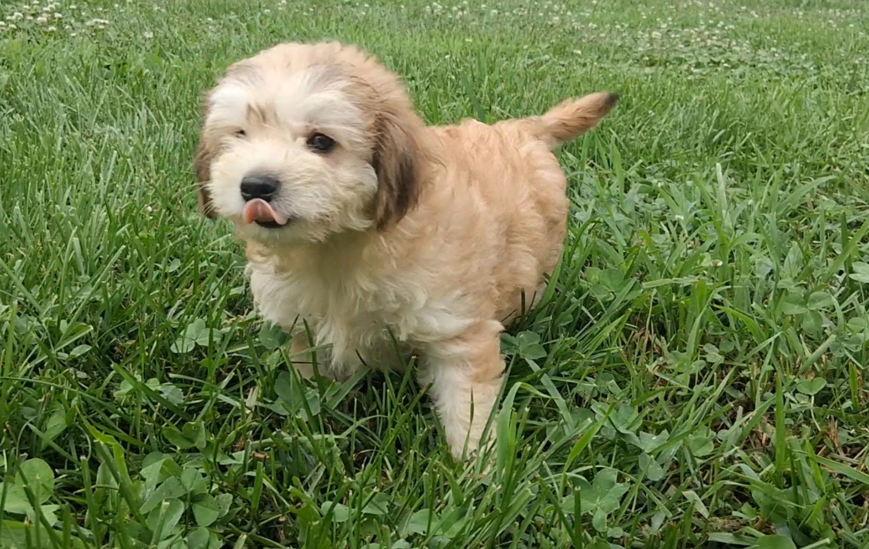 Eenie, ADOPTABLE, Puppy Male Chihuahua & Wirehaired Terrier.