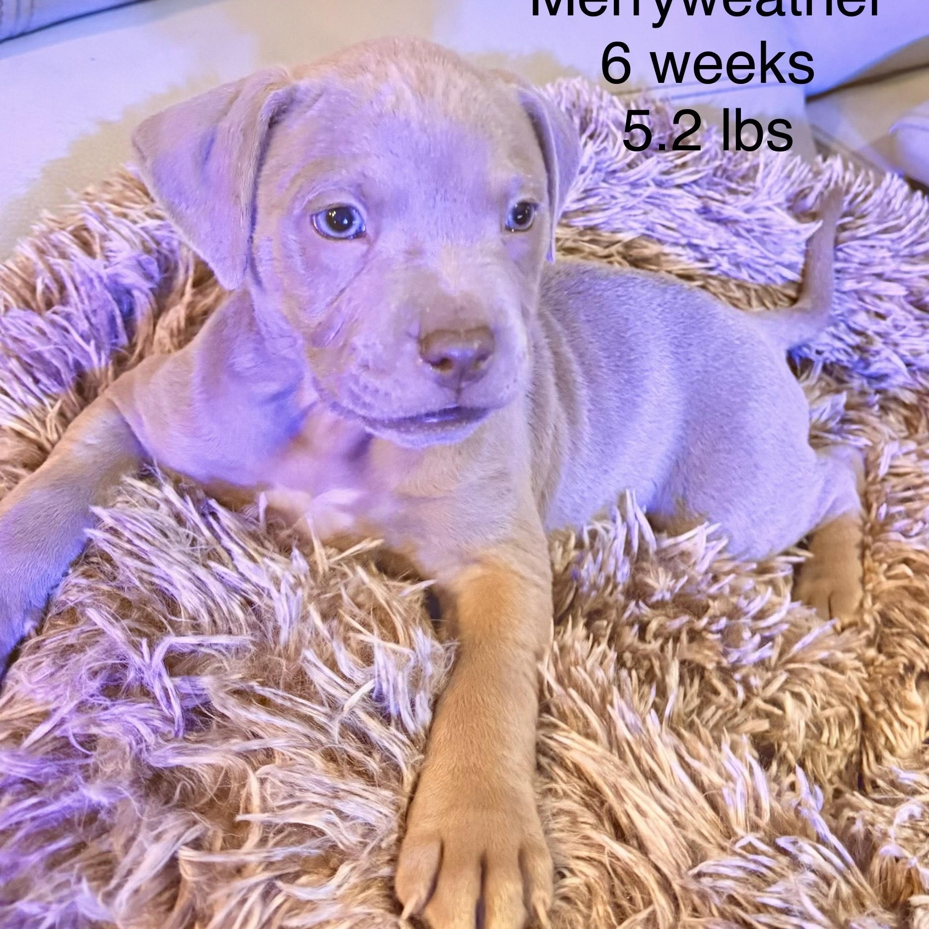 Merryweather — thumbnail 3