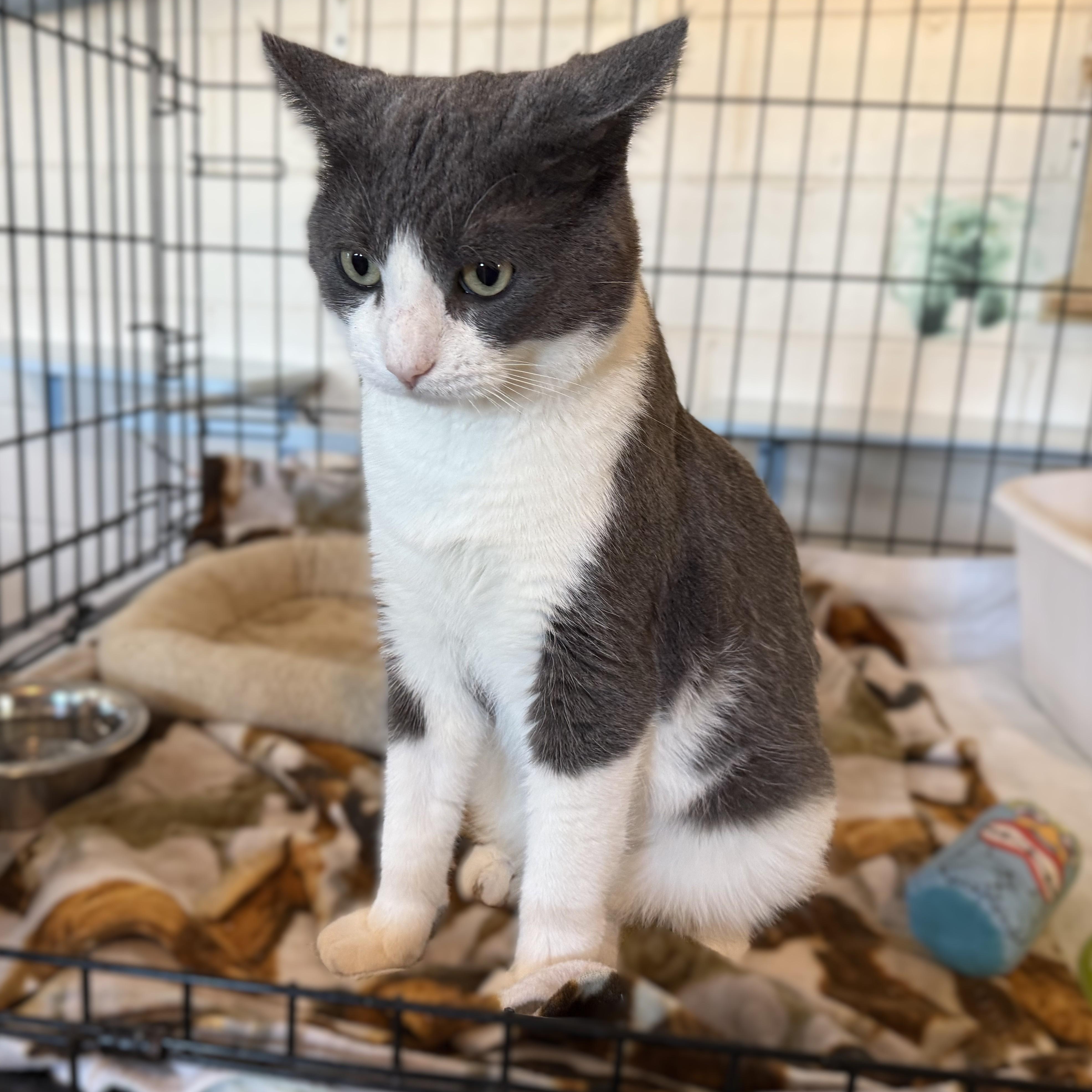 Enlarge STARDUST, a Adoptable Domestic Short Hair in La Crescent, MN image 4/4