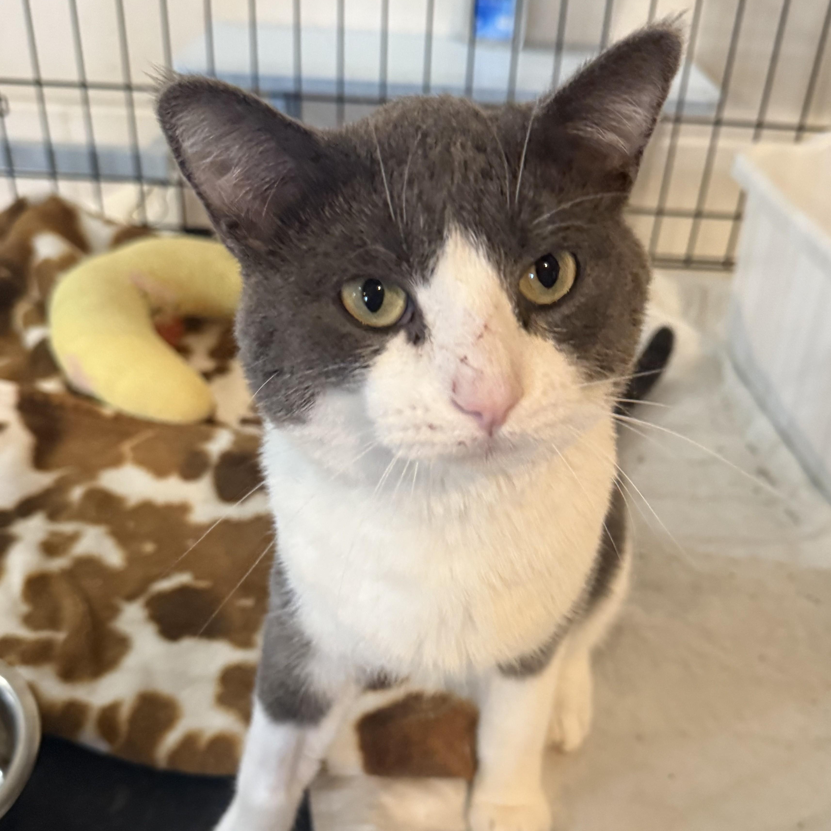 Enlarge STARDUST, a Adoptable Domestic Short Hair in La Crescent, MN image 2/4