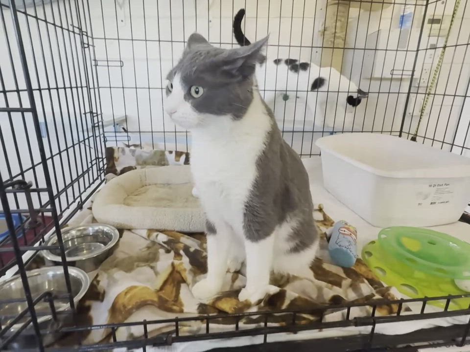 Enlarge STARDUST, a Adoptable Domestic Short Hair in La Crescent, MN video 3/4