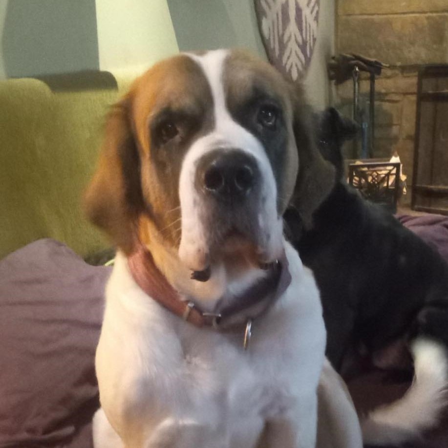 Dog for adoption Ella, a Saint Bernard in North Jackson, OH Petfinder