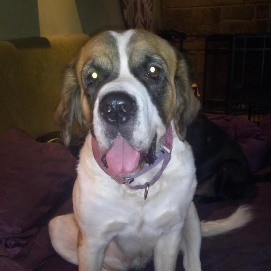 Dog for adoption Ella, a Saint Bernard in North Jackson, OH Petfinder