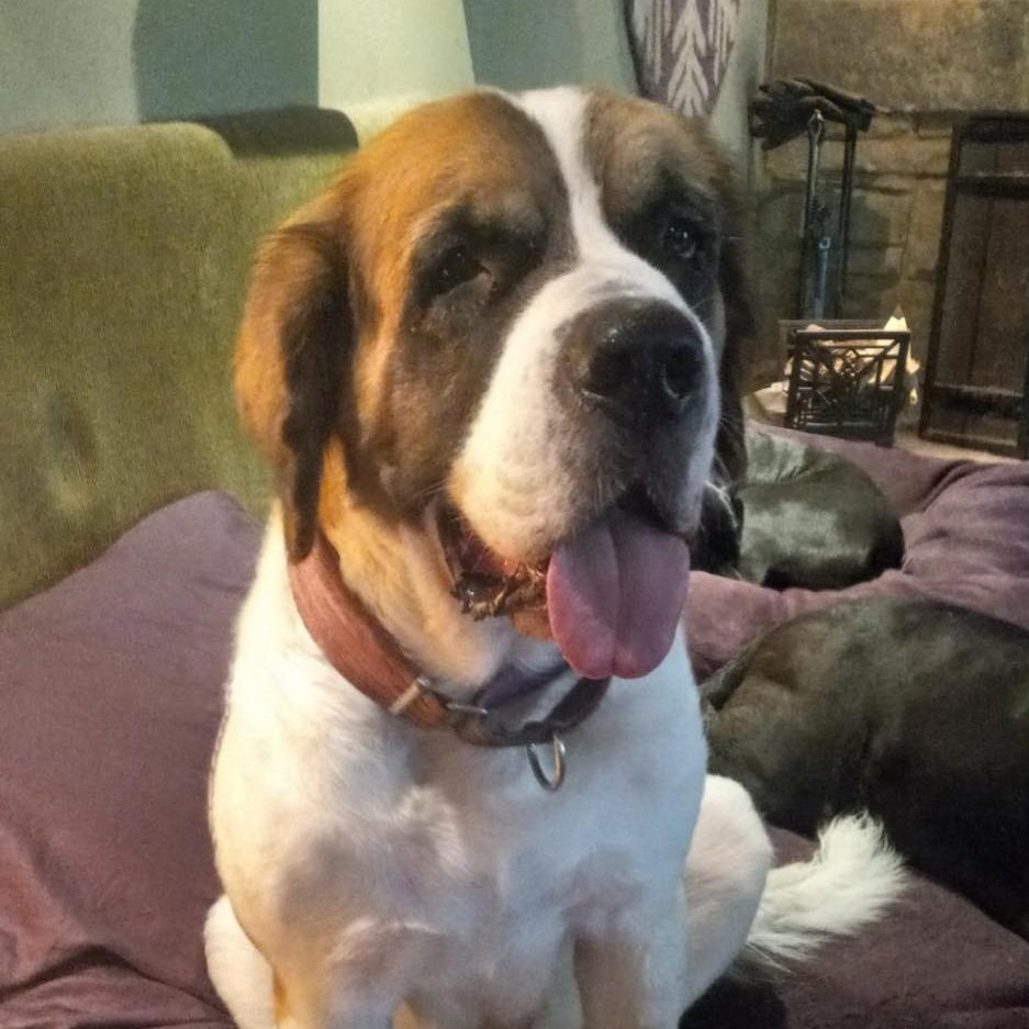 Dog for adoption Ella, a Saint Bernard in North Jackson, OH Petfinder