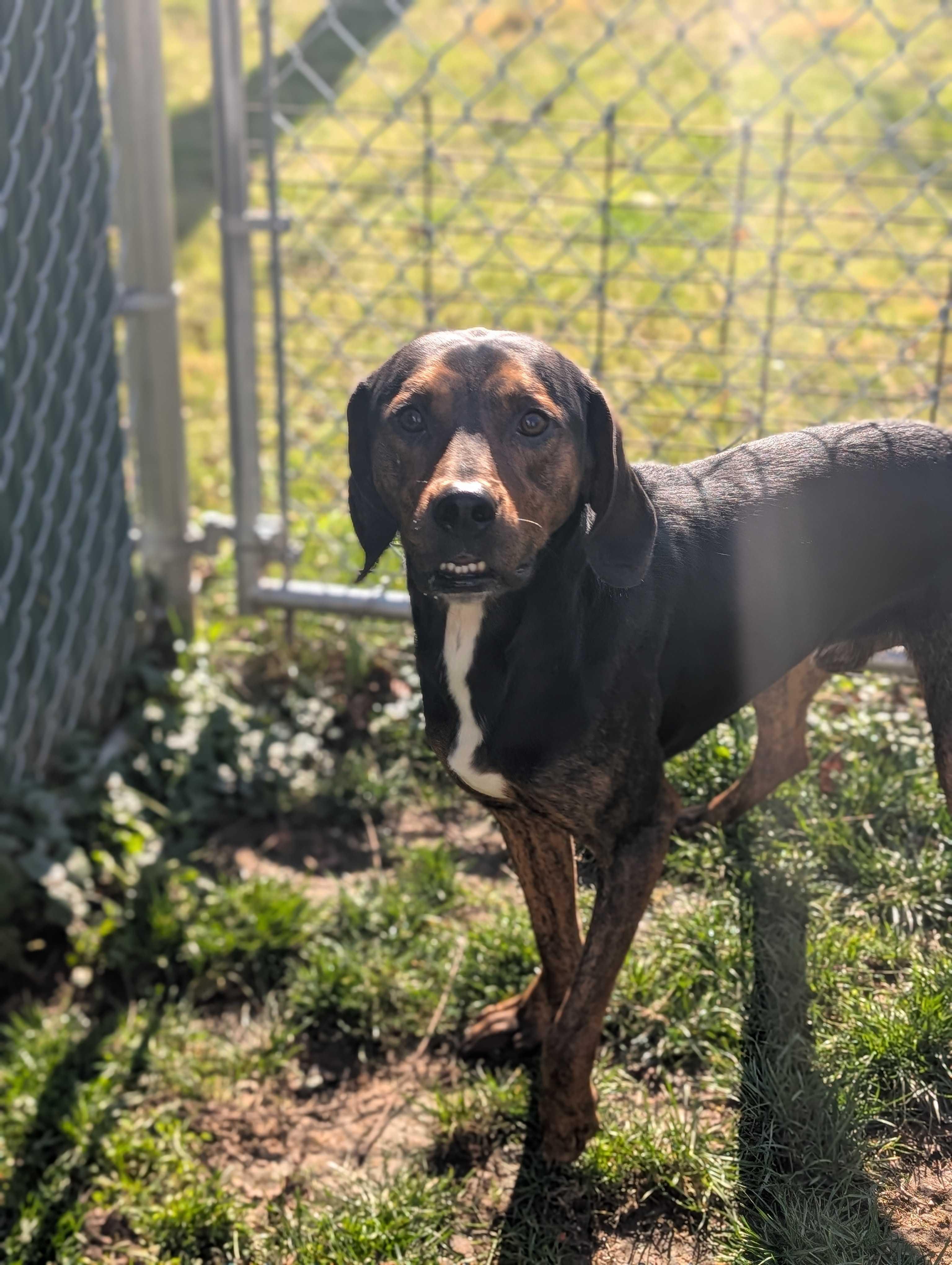 Fudge, a Adoptable mixed breed in Lafayette, NJ image 1/6