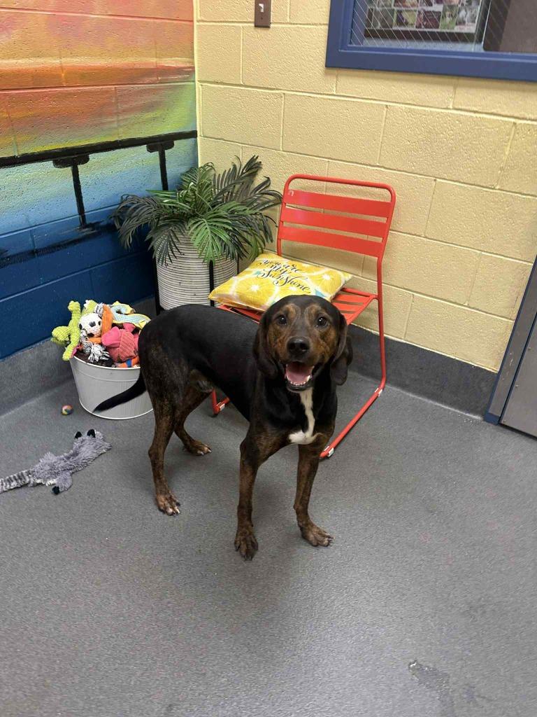 Fudge, Adoptable, Adult Male Hound.