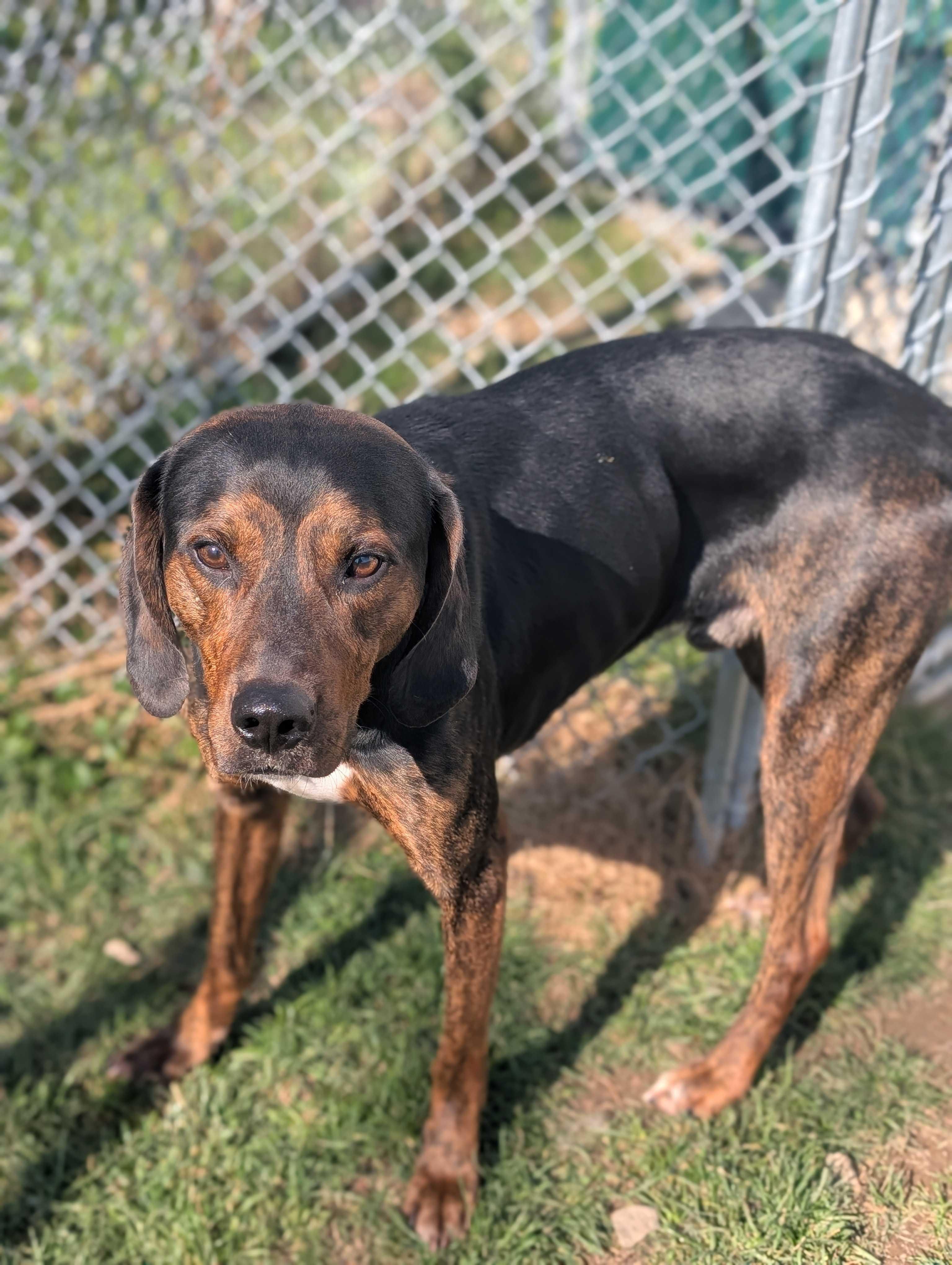 Fudge, a Adoptable mixed breed in Lafayette, NJ image 5/6
