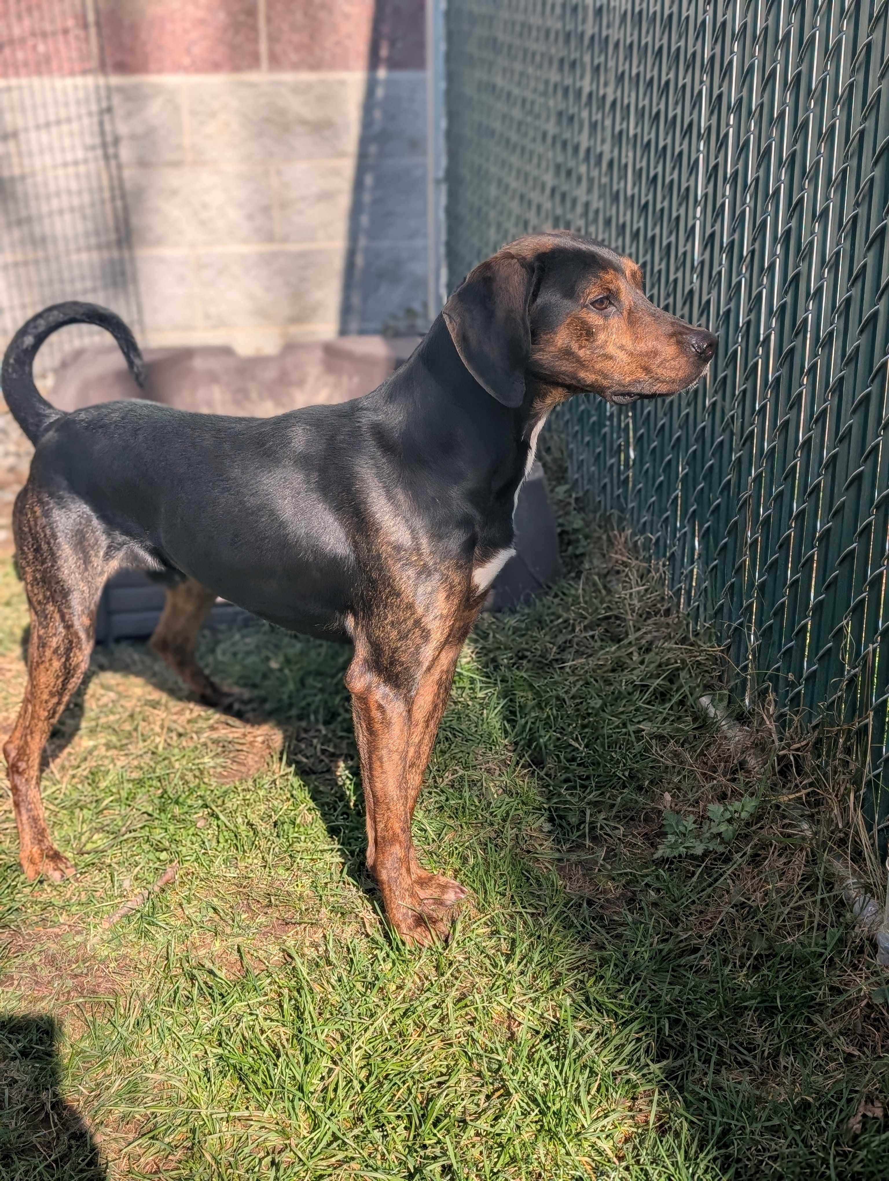 Fudge, a Adoptable mixed breed in Lafayette, NJ image 3/6