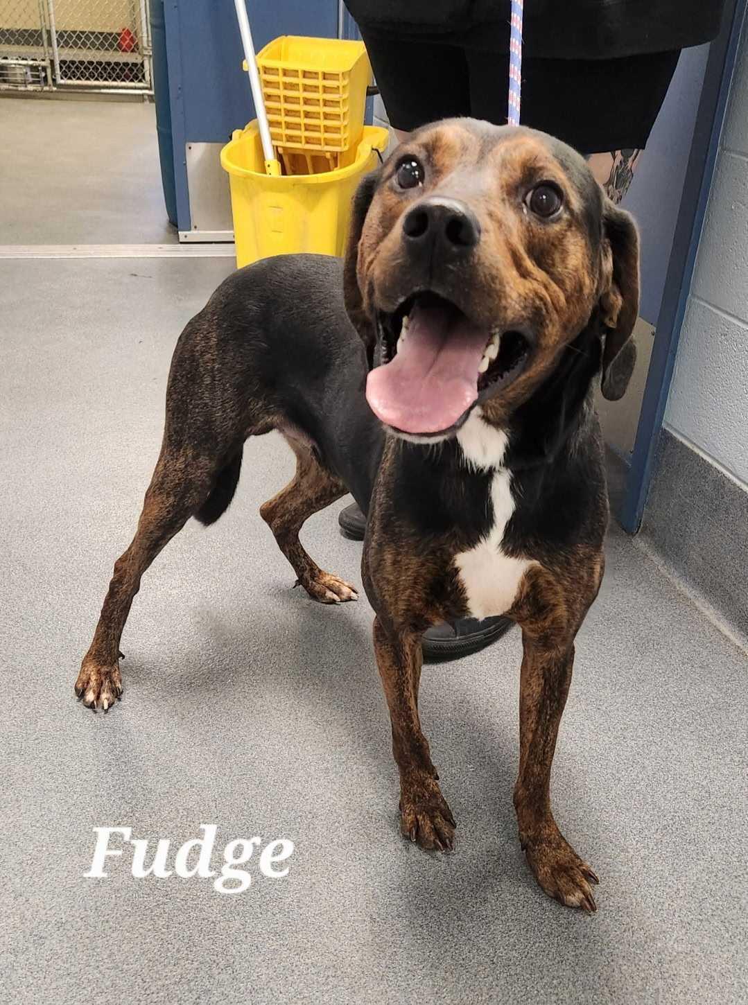 Fudge, a Adoptable mixed breed in Lafayette, NJ image 6/6