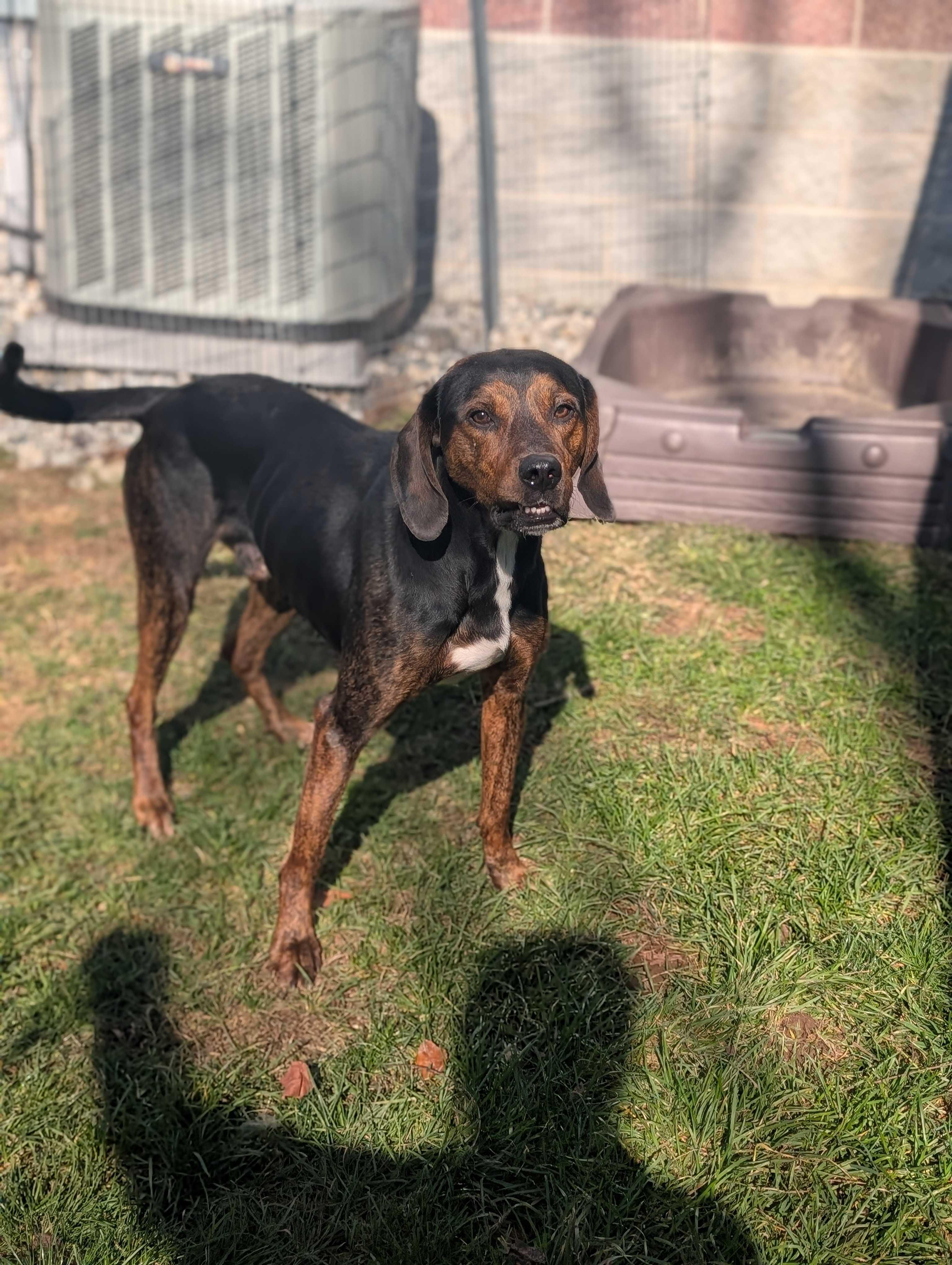 Fudge, a Adoptable mixed breed in Lafayette, NJ image 2/6
