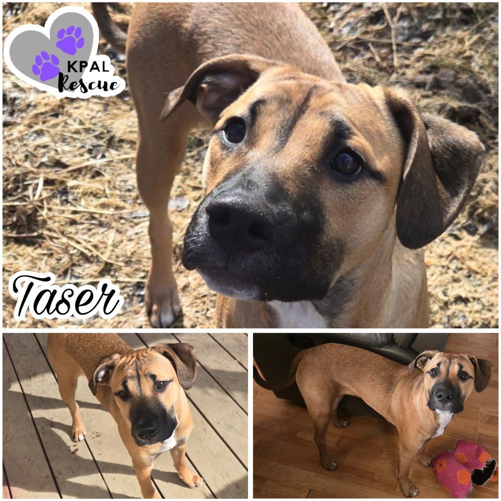 Enlarge Taser - Cops & Robbers Litter, a Adoptable mixed breed in Kenai, AK image 2/5