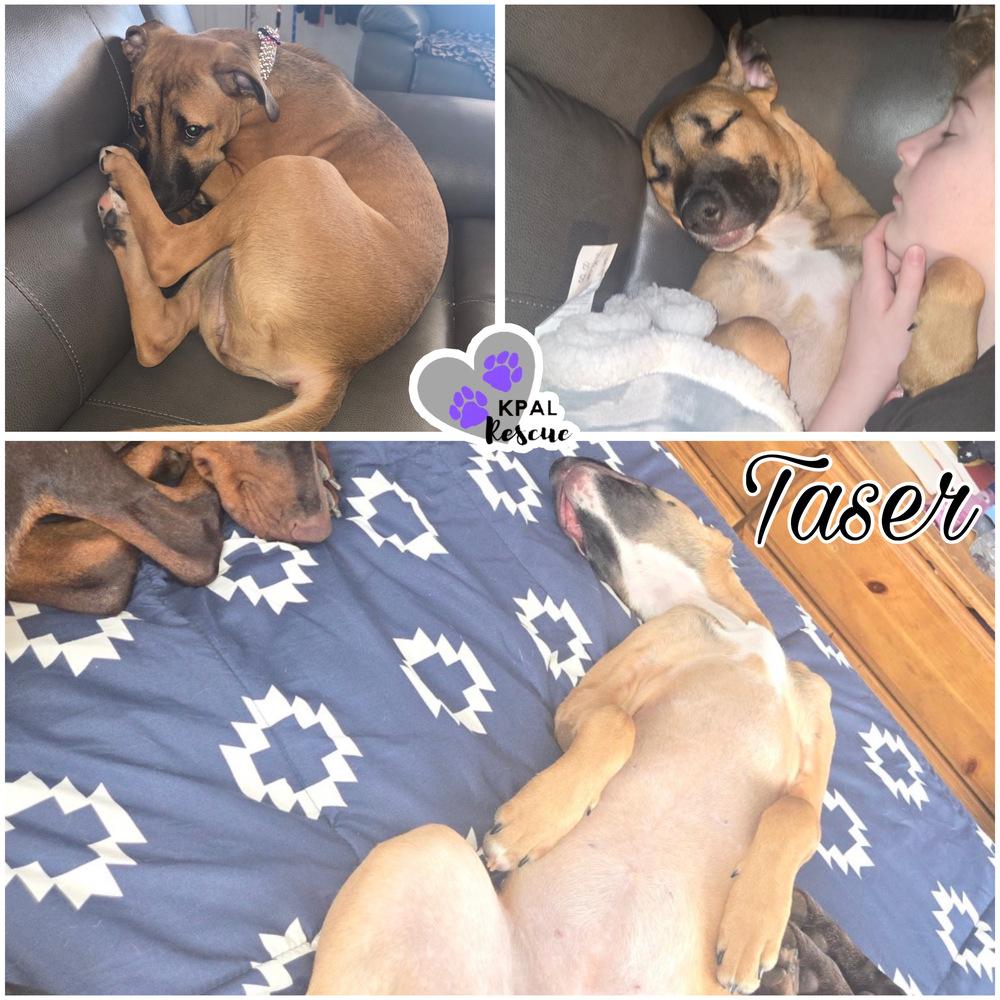 Enlarge Taser - Cops & Robbers Litter, a Adoptable mixed breed in Kenai, AK image 2/3