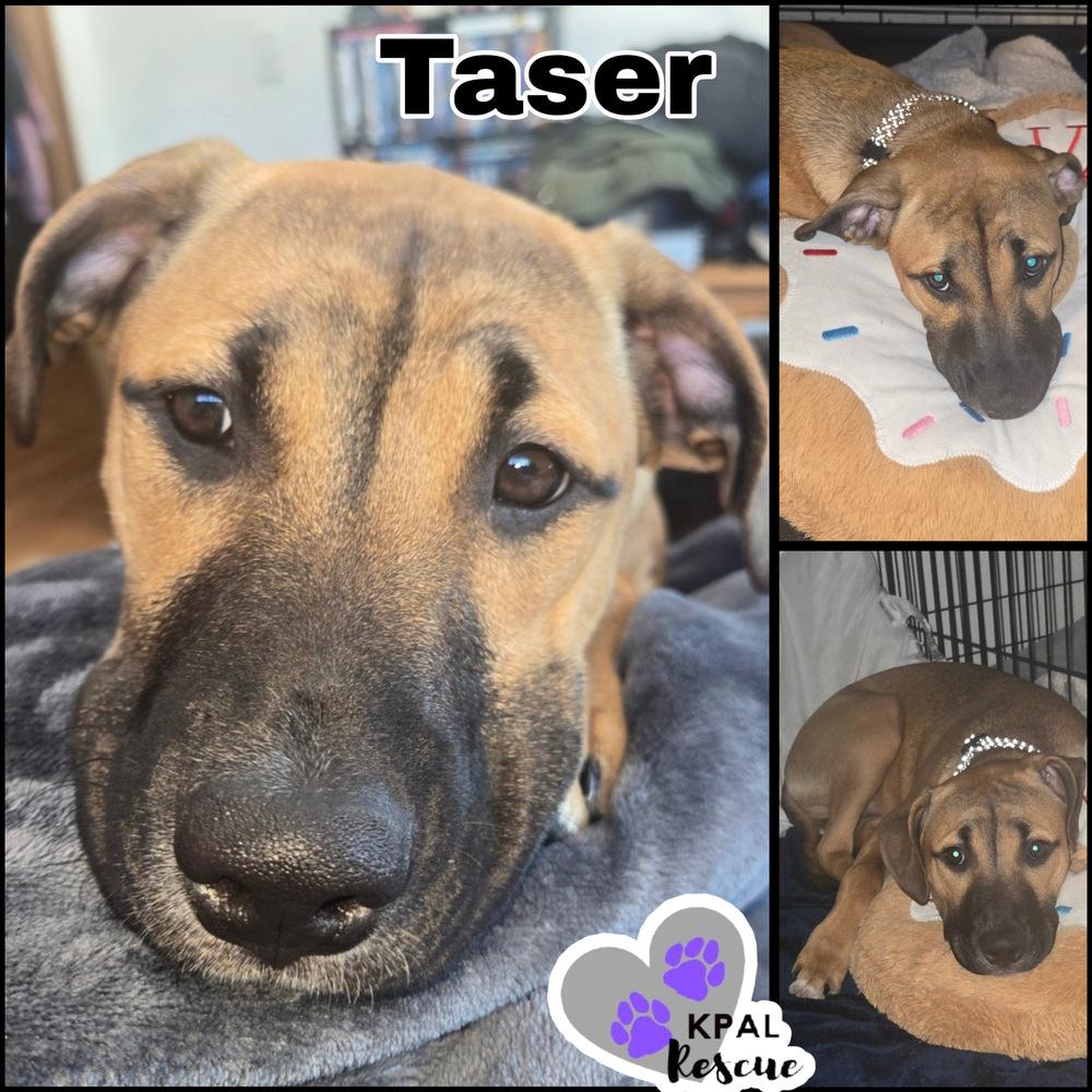 Enlarge Taser - Cops & Robbers Litter, a Adoptable mixed breed in Kenai, AK image 3/4