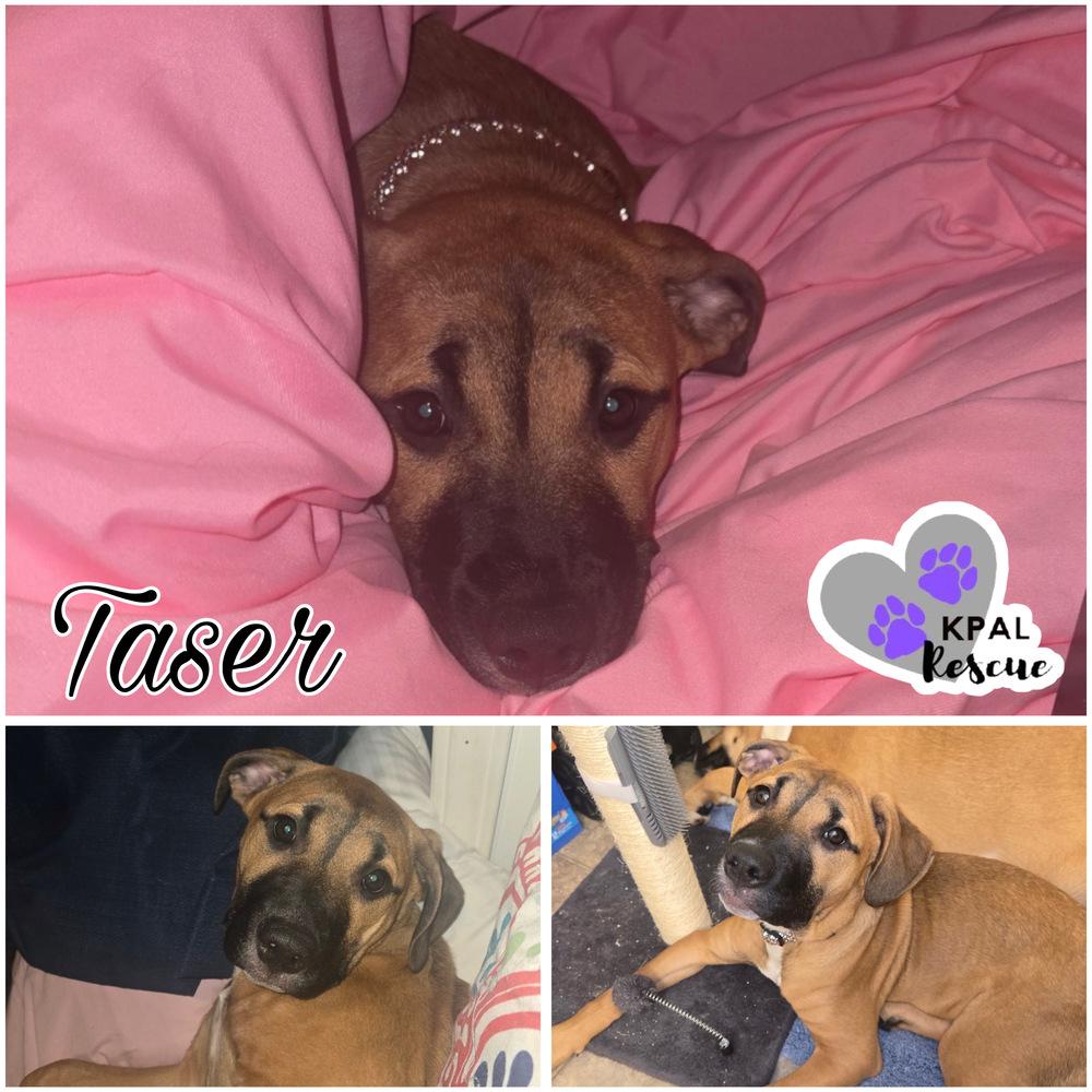 Enlarge Taser - Cops & Robbers Litter, a Adoptable mixed breed in Kenai, AK image 3/3