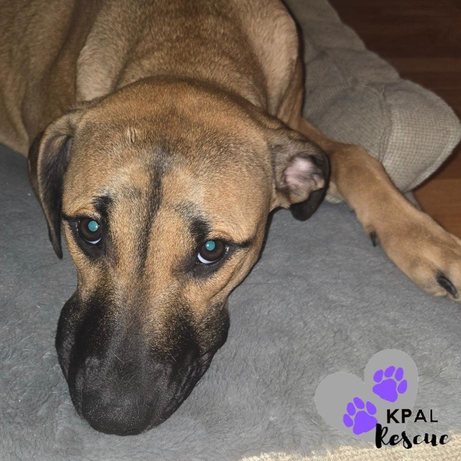 Enlarge Taser - Cops & Robbers Litter, a Adoptable mixed breed in Kenai, AK image 5/6