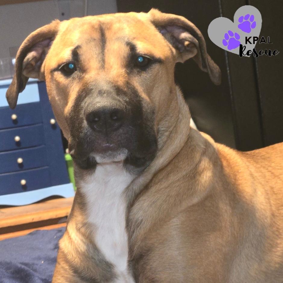 Enlarge Taser - Cops & Robbers Litter, a Adoptable mixed breed in Kenai, AK image 6/6