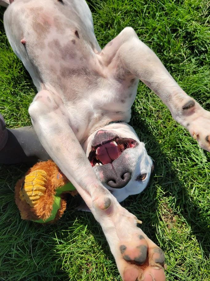 Enlarge Pepper, an adopted mixed breed in Lisbon, OH image 2/6