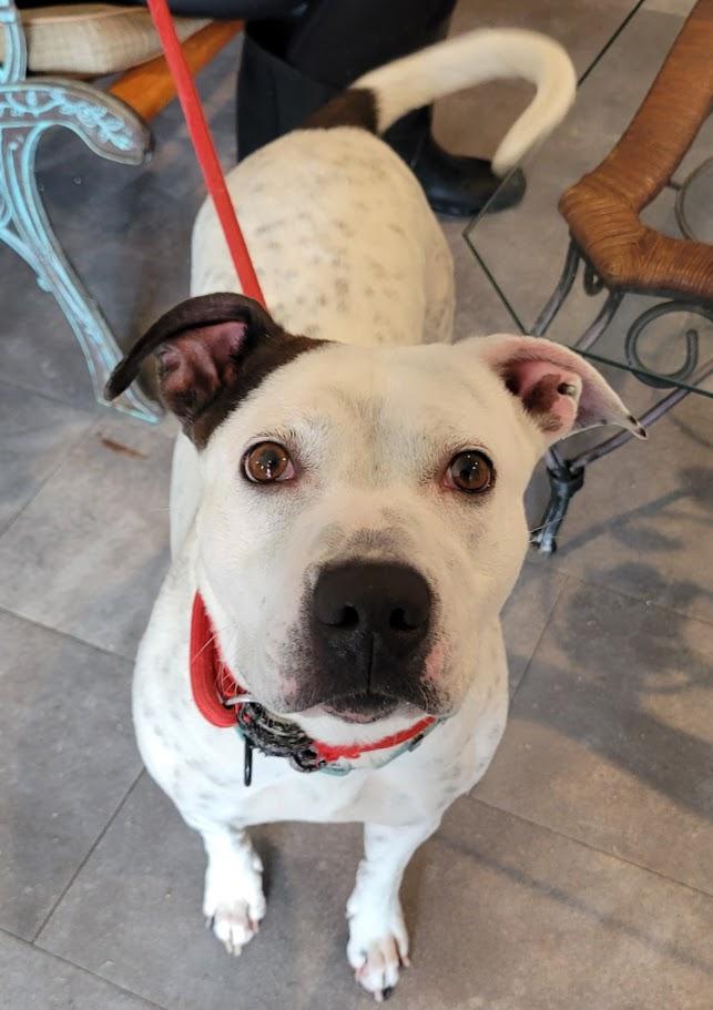 Enlarge Pepper, a ADOPTABLE mixed breed in Lisbon, OH image 1/1