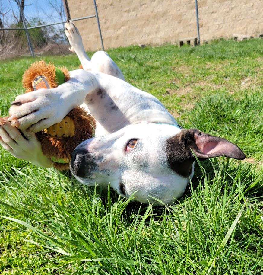 Enlarge Pepper, an adopted mixed breed in Lisbon, OH image 5/6