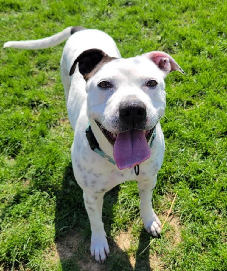 Pepper, adopted, Adult Female Pit Bull Terrier.